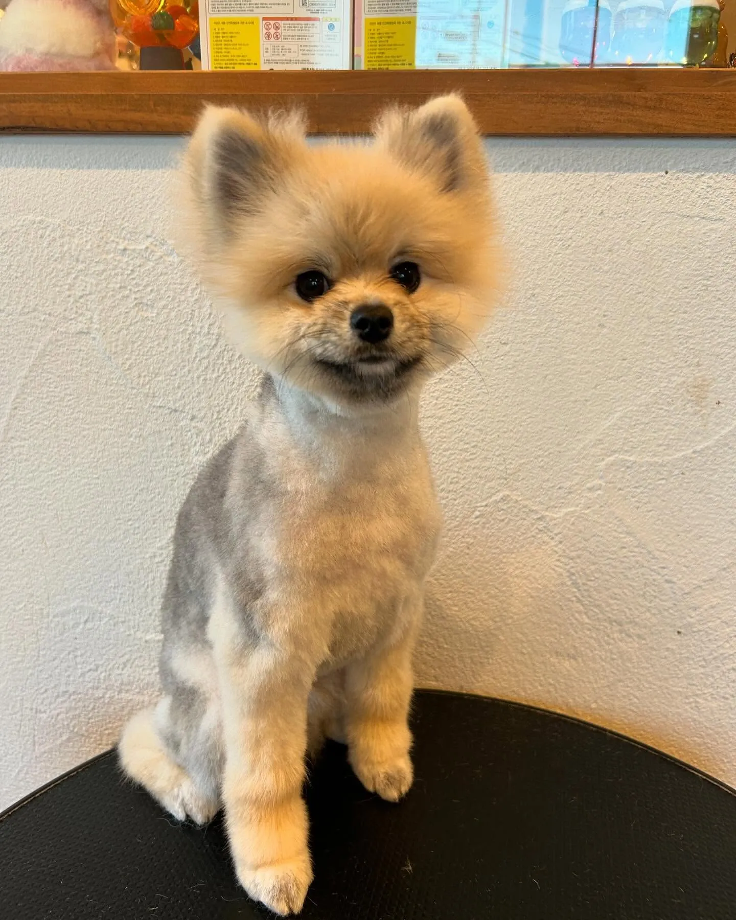 🐾トリミングサロンへようこそ！✨