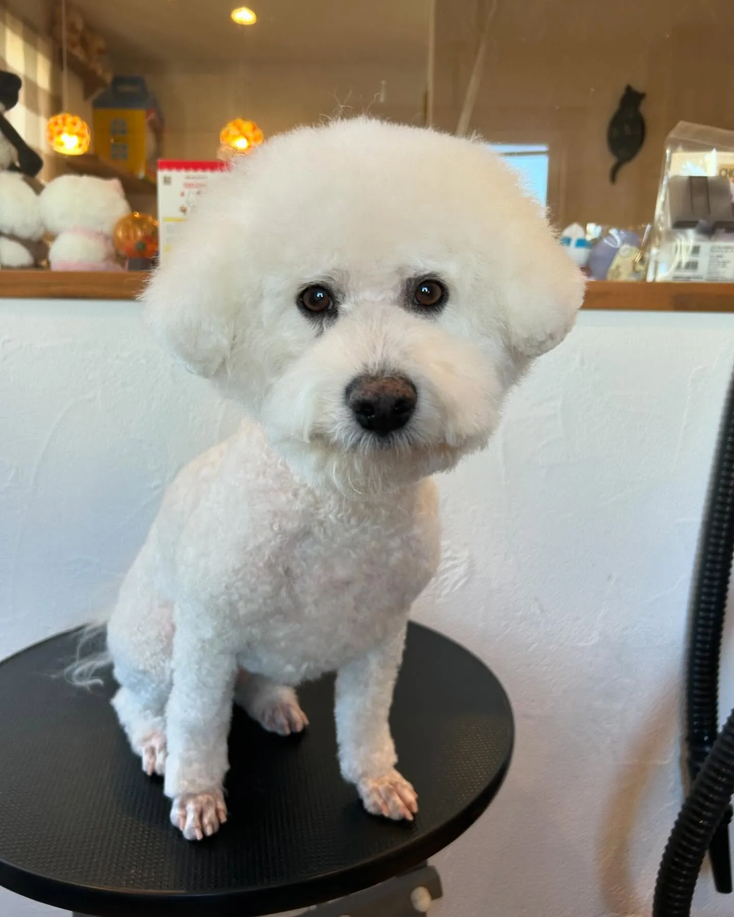 今日もワンちゃんたちで賑わったトリミングサロン!🐶✂️