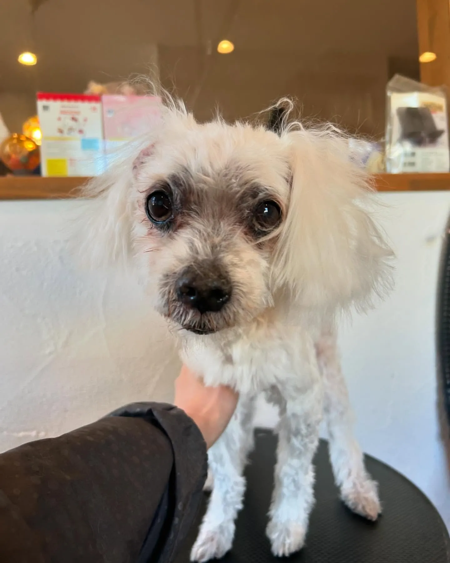 今日もワンちゃんたちで賑わったトリミングサロン!🐶✂️