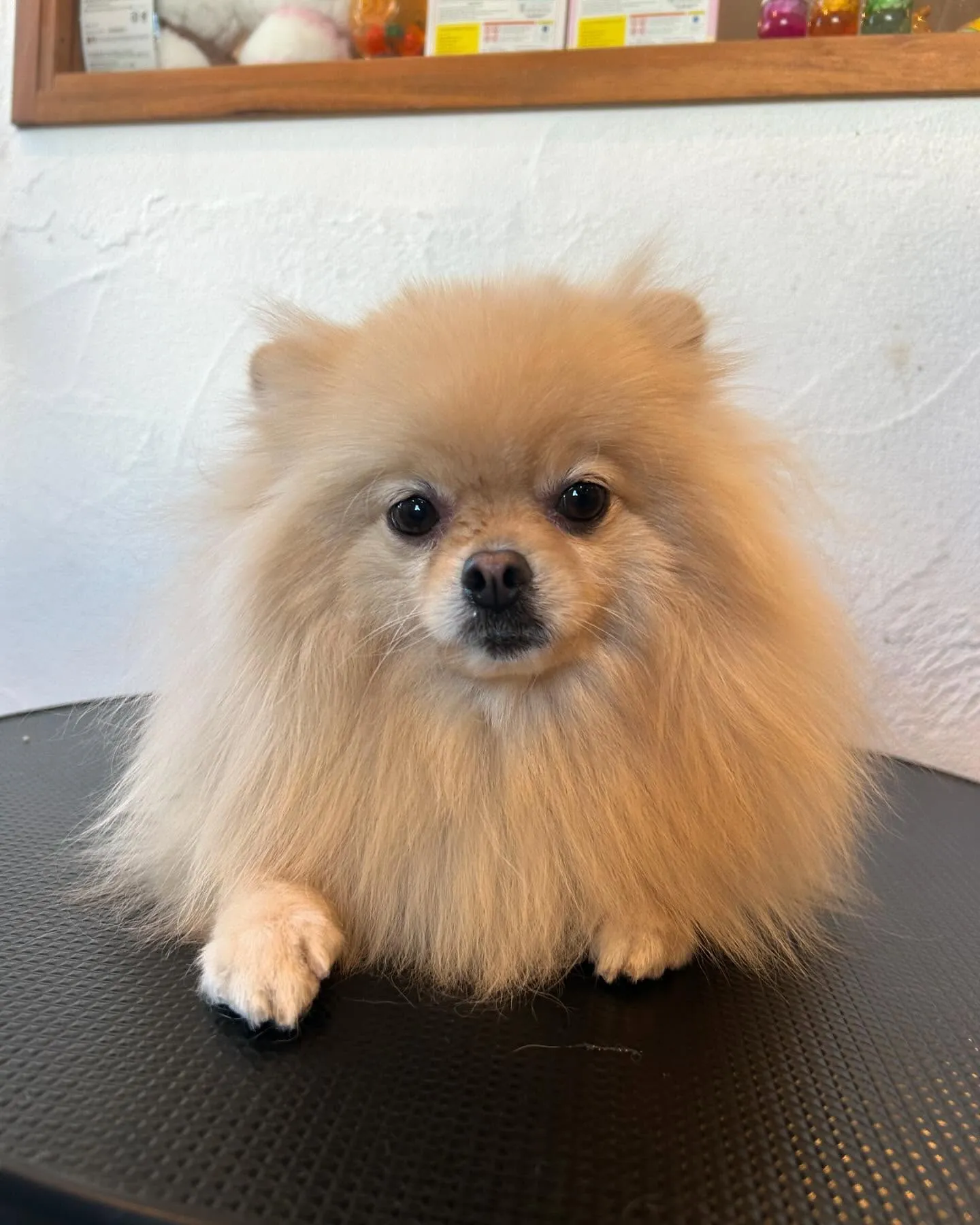 今日もワンちゃんたちで賑わったトリミングサロン!🐶✂️