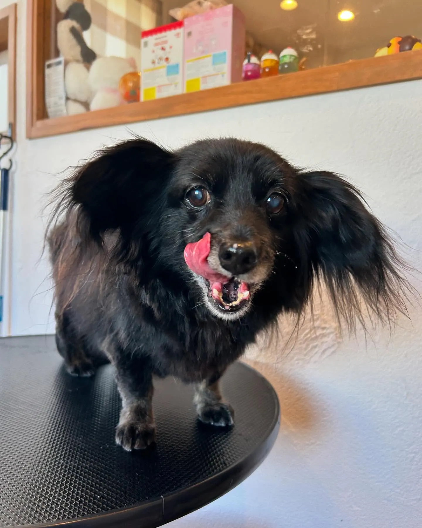 今日もかわいいお客様がいっぱい来てくれましたよ！🐾✨ 