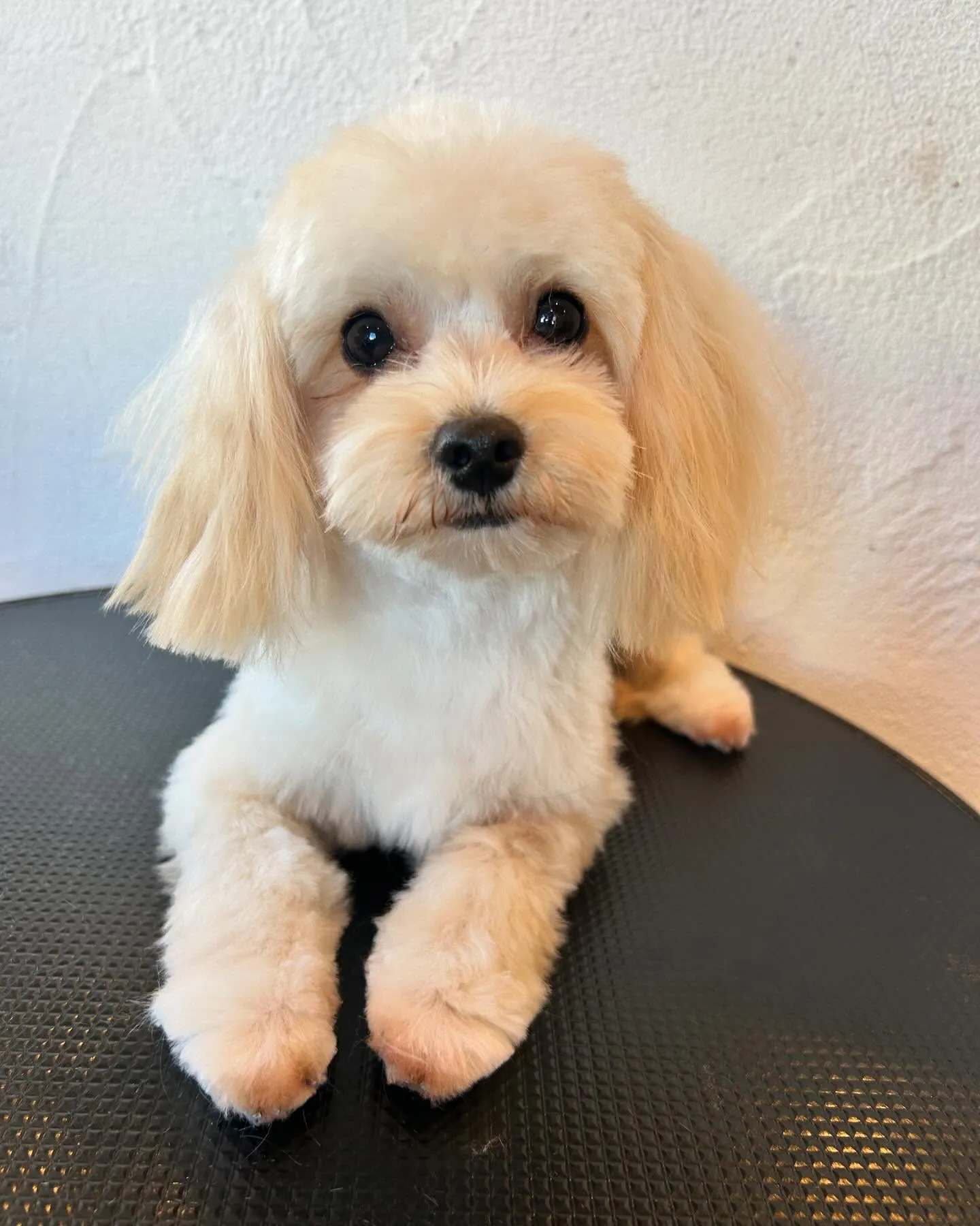 今日もかわいいお客様がいっぱい来てくれましたよ！🐾✨ 