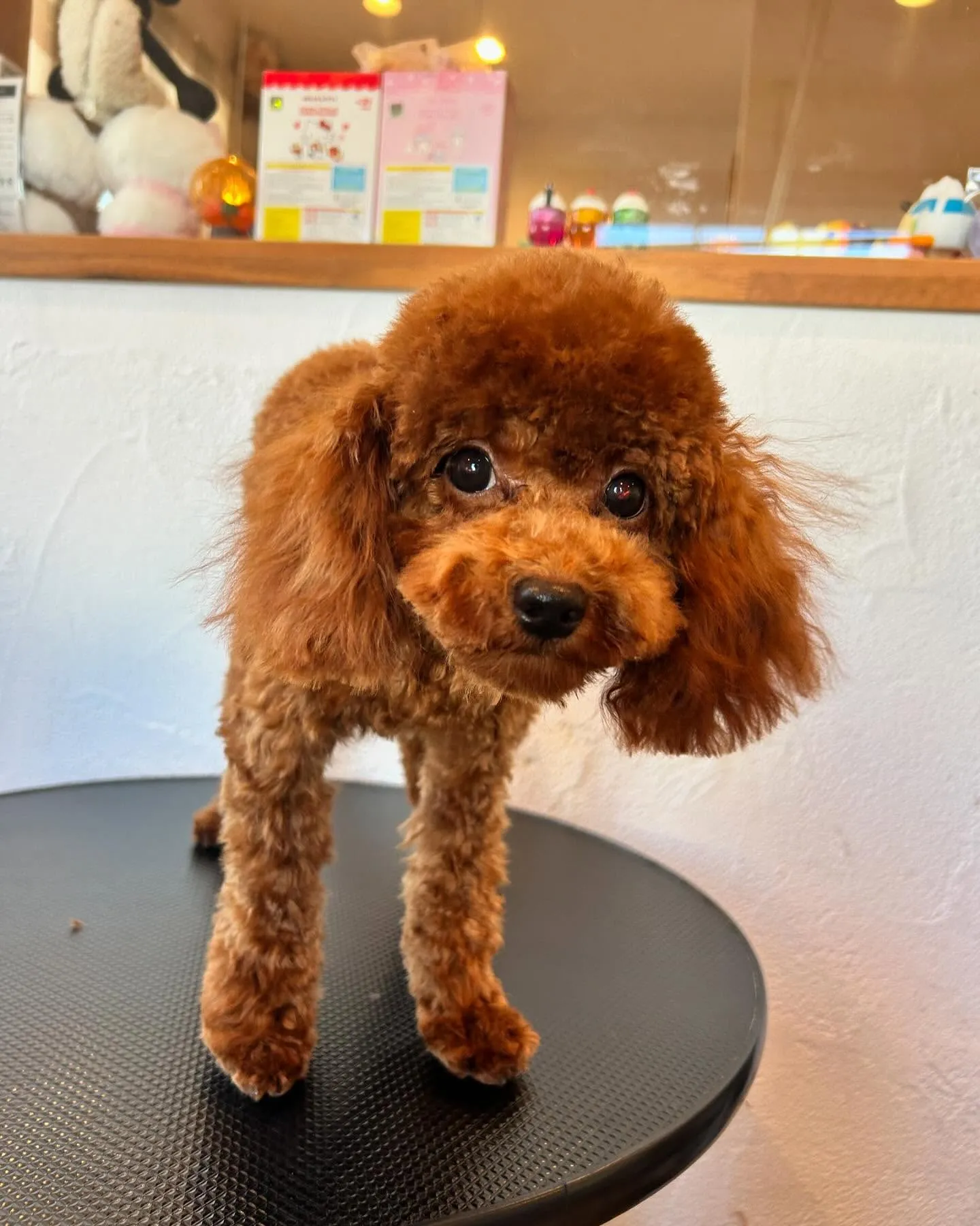 今日もかわいいお客様がいっぱい来てくれましたよ！🐾✨ 