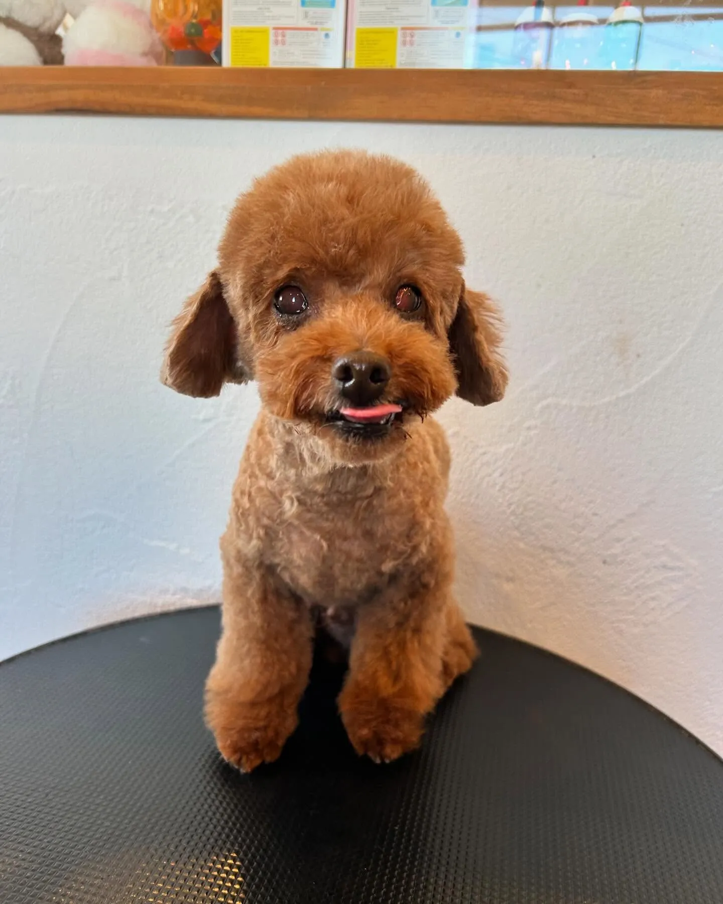 最初に遊びに来てくれたのは、愛されプードルのぽてとくん✨