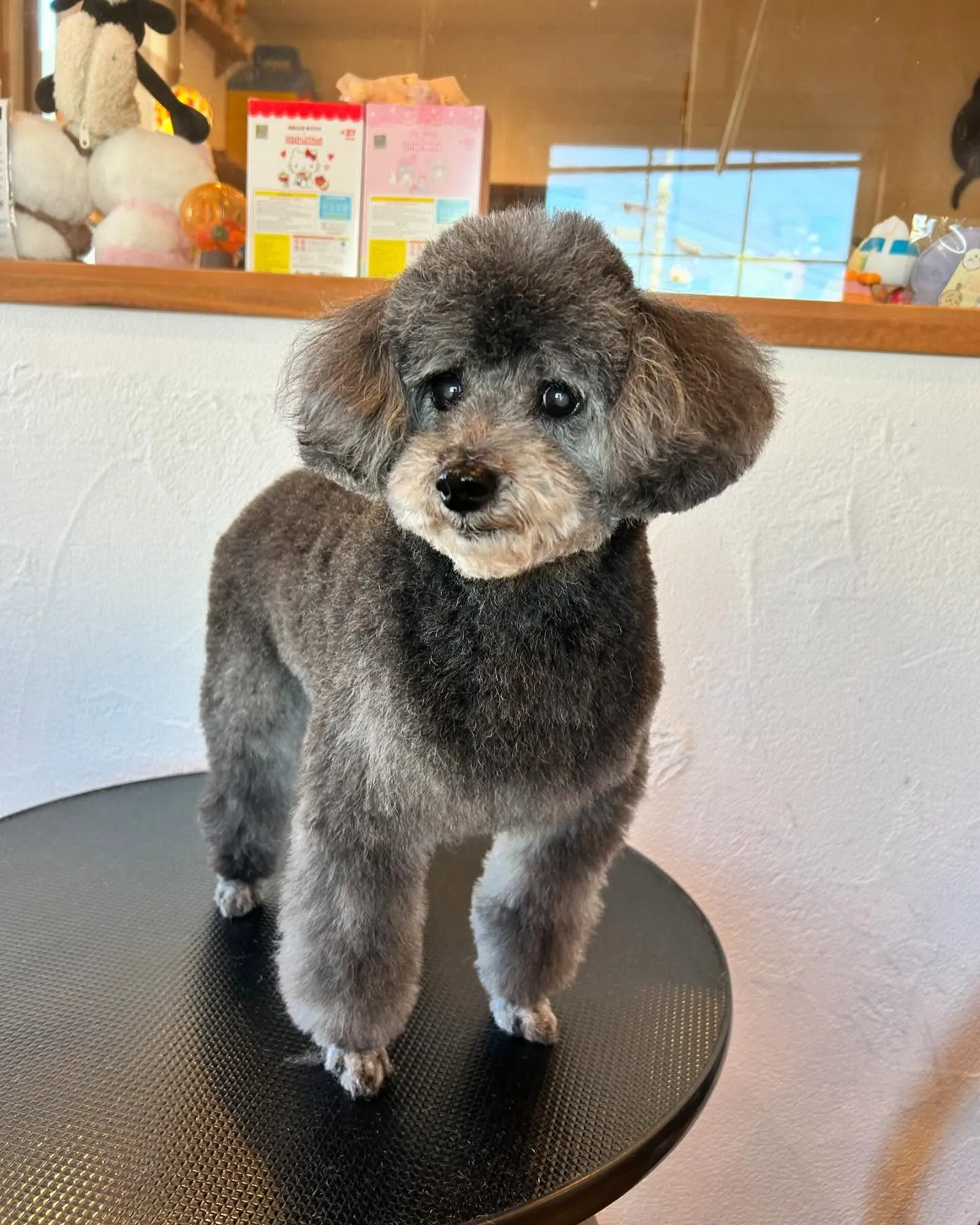 最初に遊びに来てくれたのは、愛されプードルのぽてとくん✨