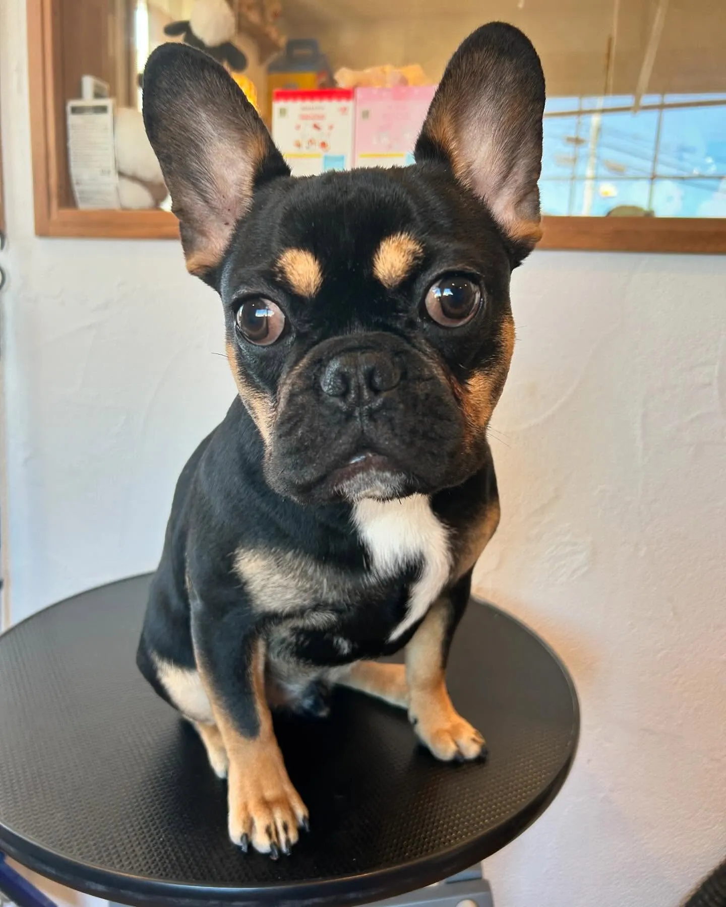 最初に遊びに来てくれたのは、愛されプードルのぽてとくん✨