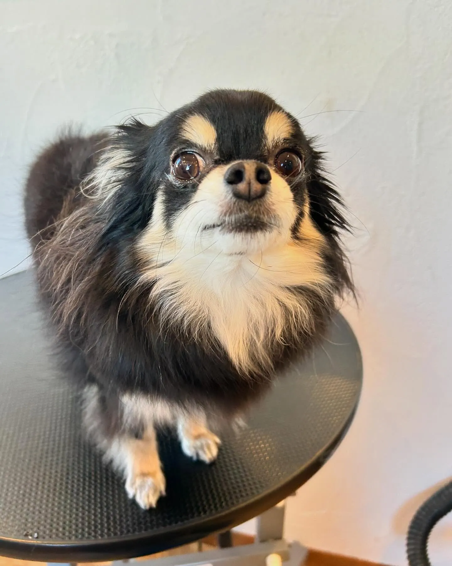 今日もたくさんのワンちゃんたちが遊びに来てくれました!🐾