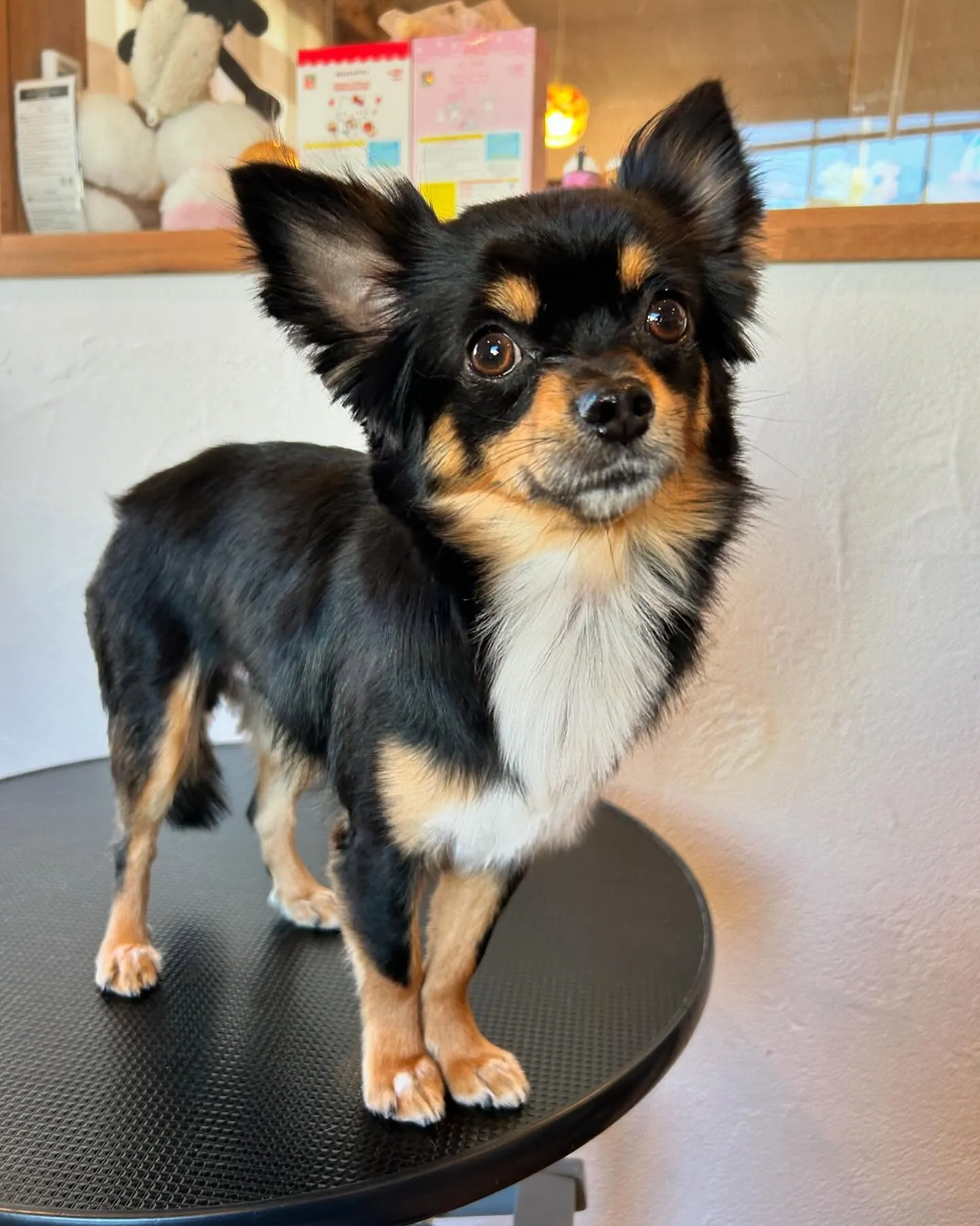 今日もたくさんのワンちゃんたちが遊びに来てくれました!🐾