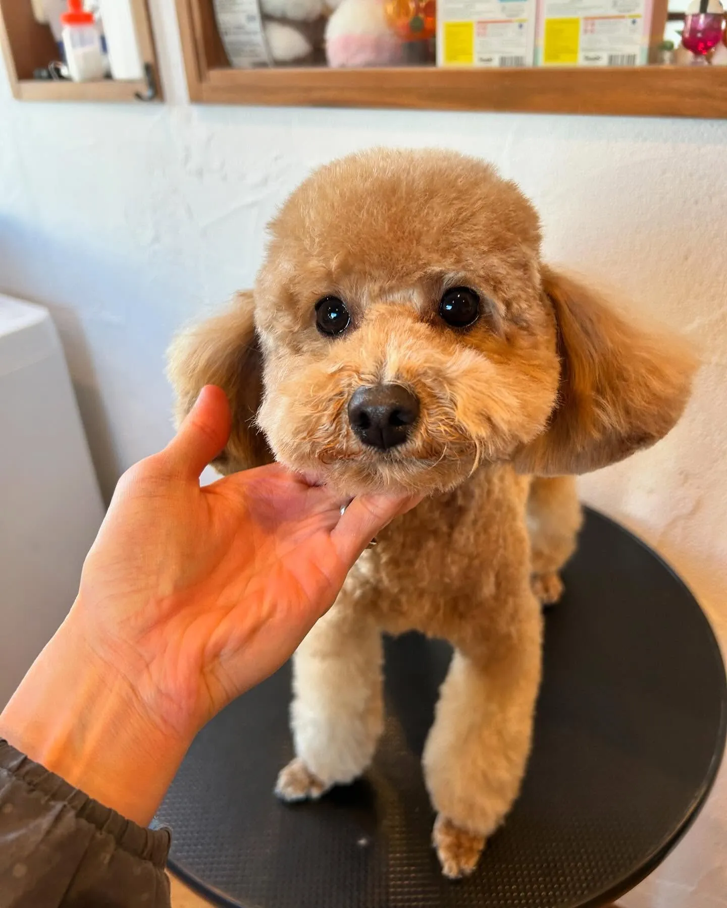 今日もたくさんのワンちゃんたちが遊びに来てくれました!🐾