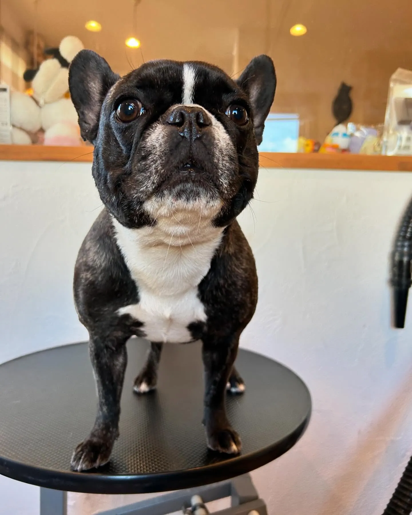 今日もたくさんのワンちゃんたちが遊びに来てくれました!🐾