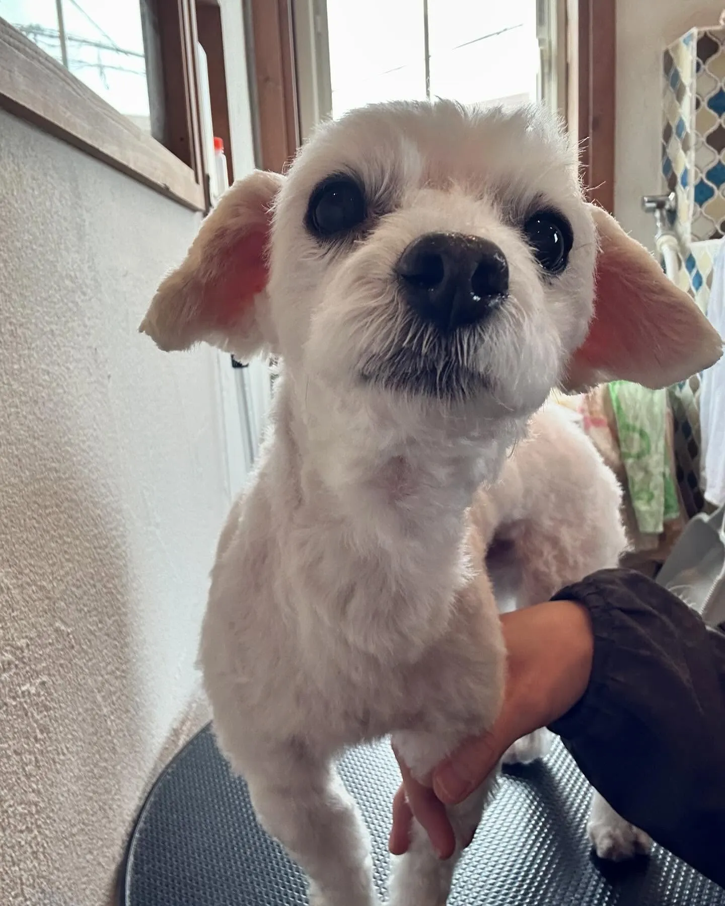 今日もたくさんのワンちゃんたちが遊びに来てくれました!🐾