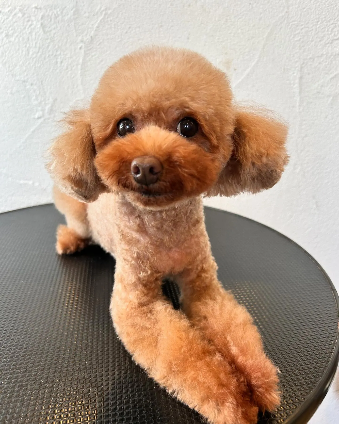 🌟✨ワンちゃんたちの楽しいひととき！✨🌟