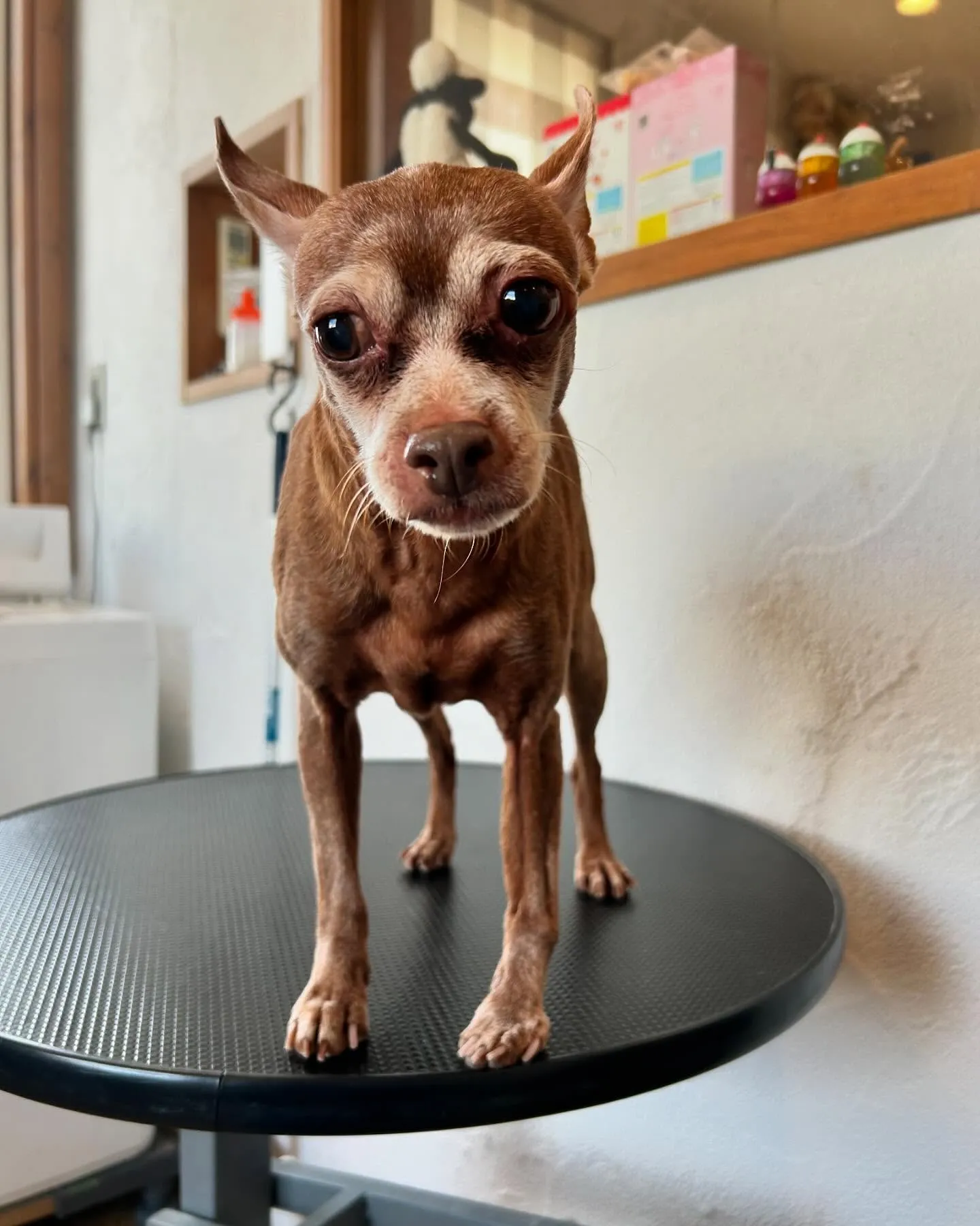 🌟✨ワンちゃんたちの楽しいひととき！✨🌟