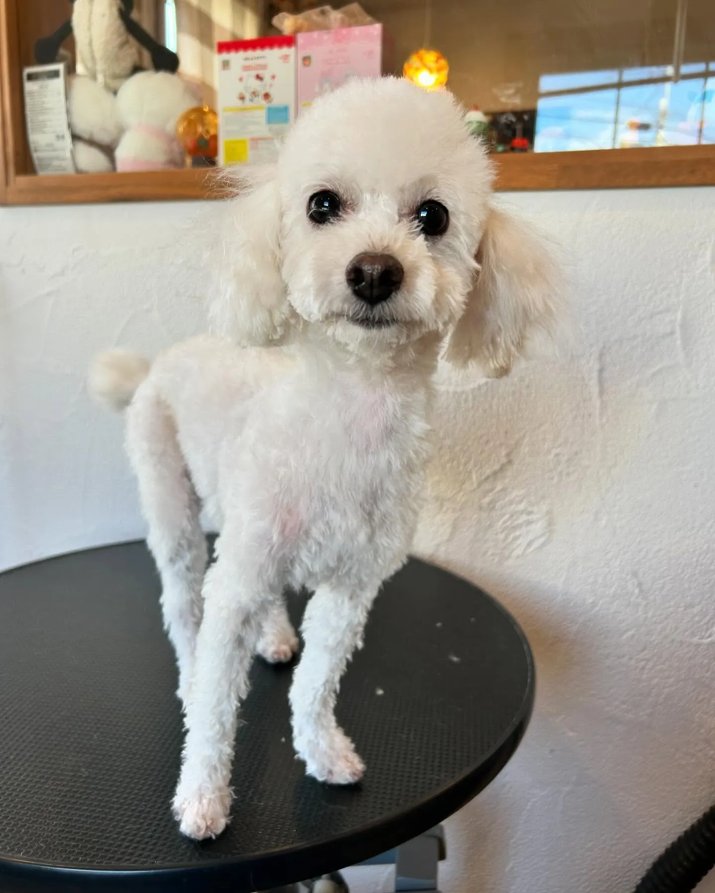 🌟✨ワンちゃんたちの楽しいひととき！✨🌟