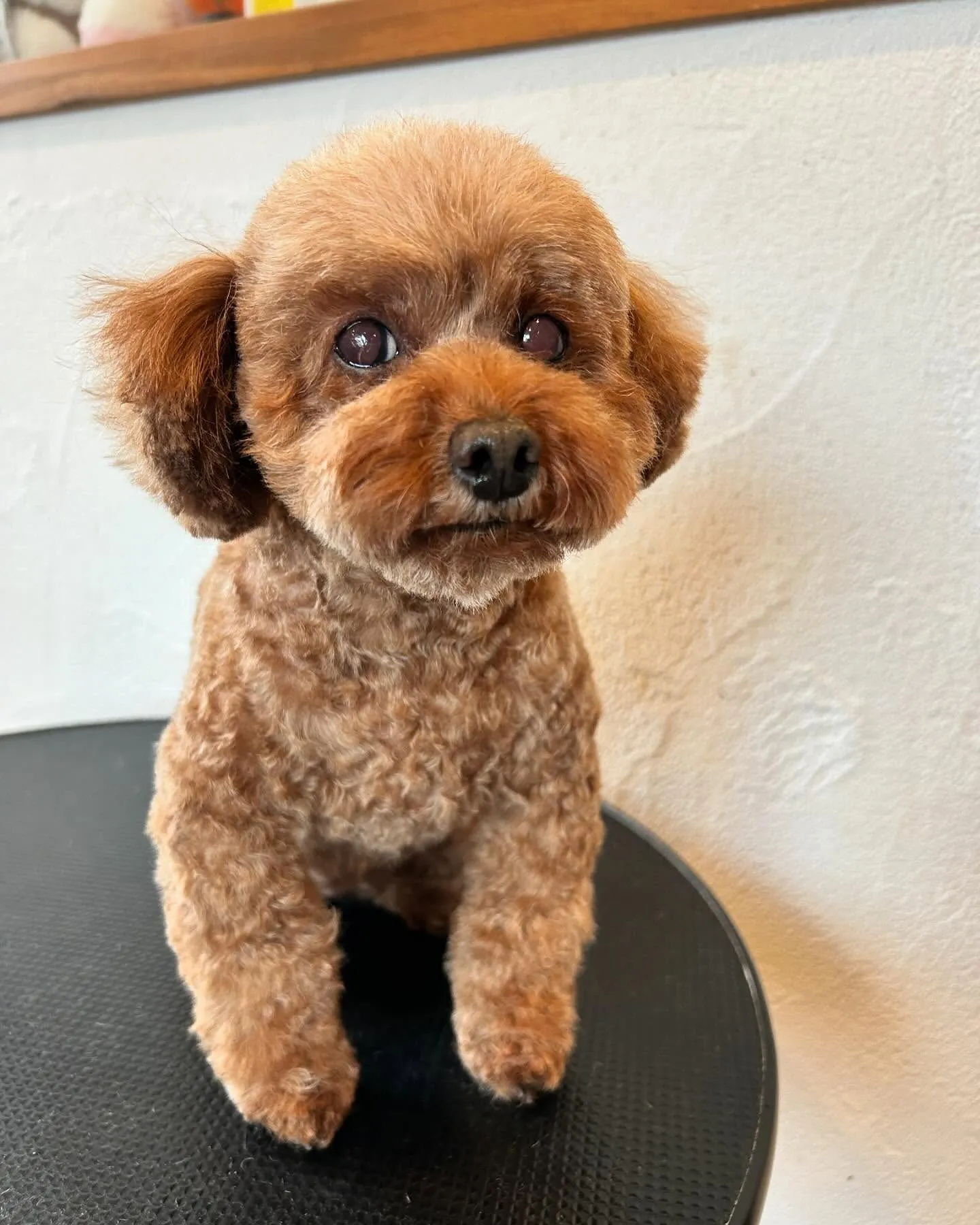 🌟✨ワンちゃんたちの楽しいひととき！✨🌟