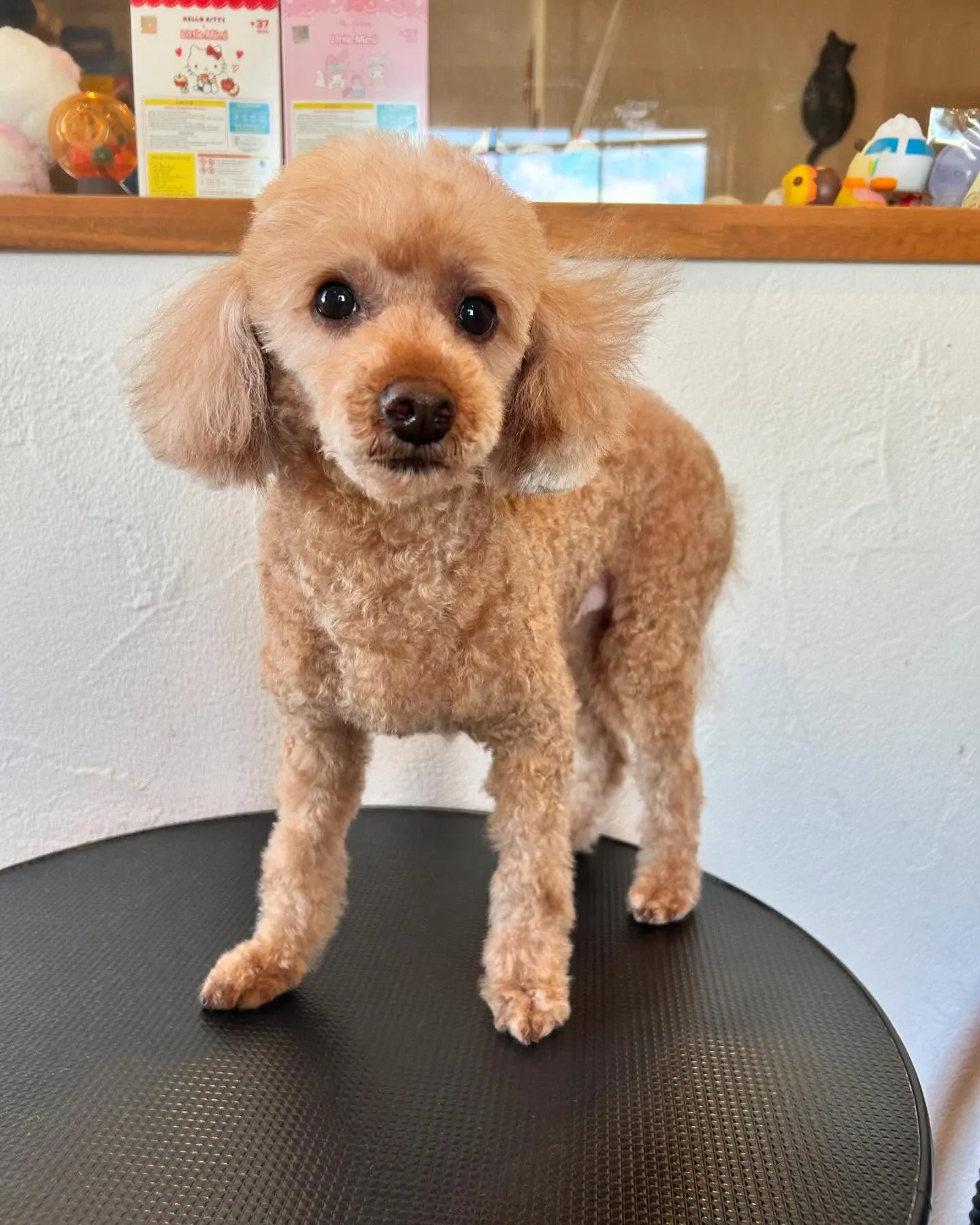 今日もワンちゃんたちの楽しい一日を紹介します！