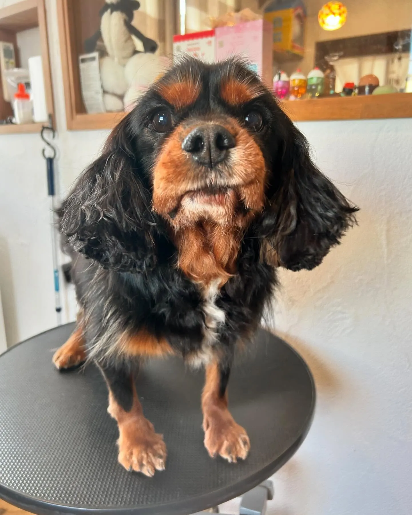 今日もワンちゃんたちの楽しい一日を紹介します！