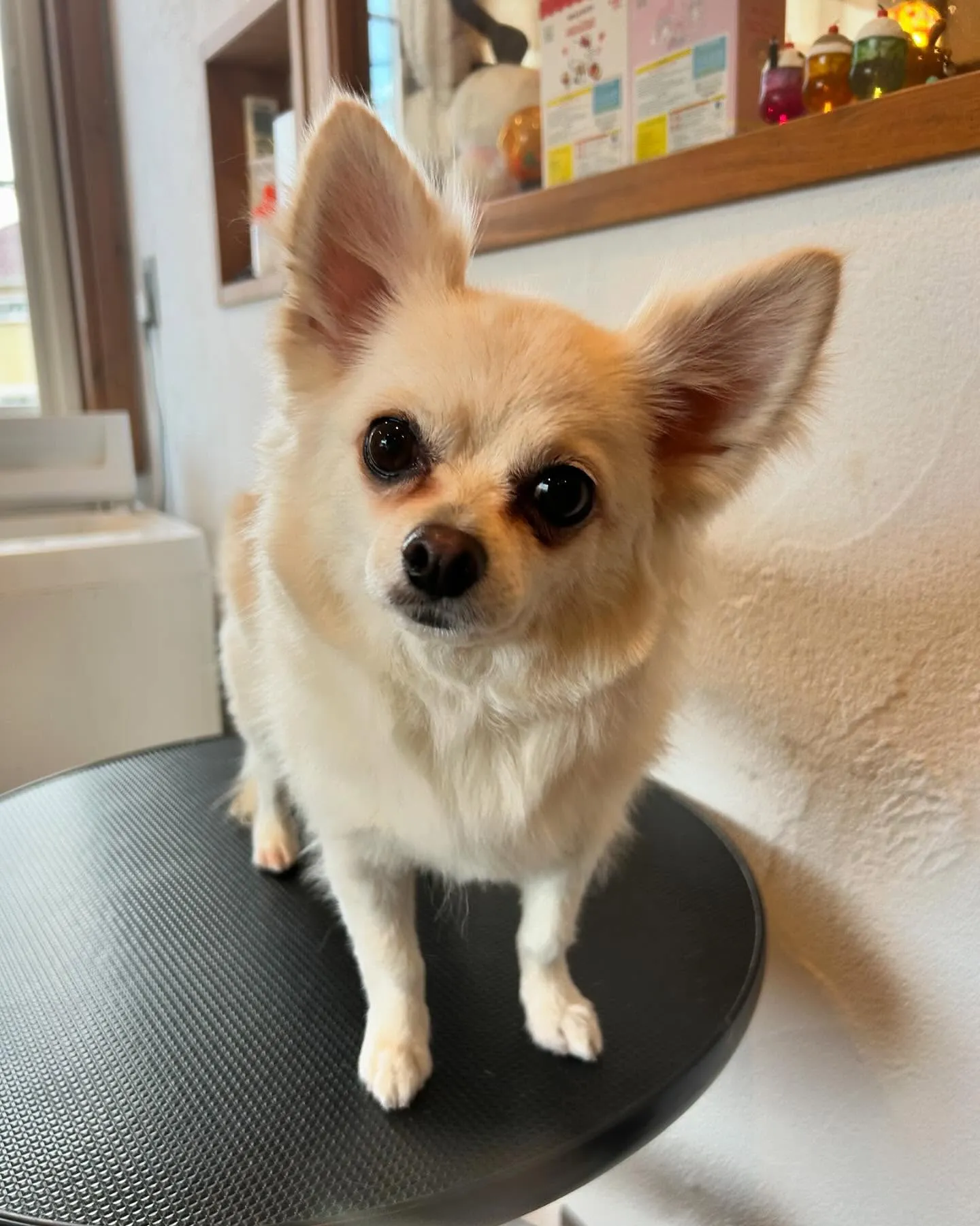 今日もワンちゃんたちの楽しい一日を紹介します！