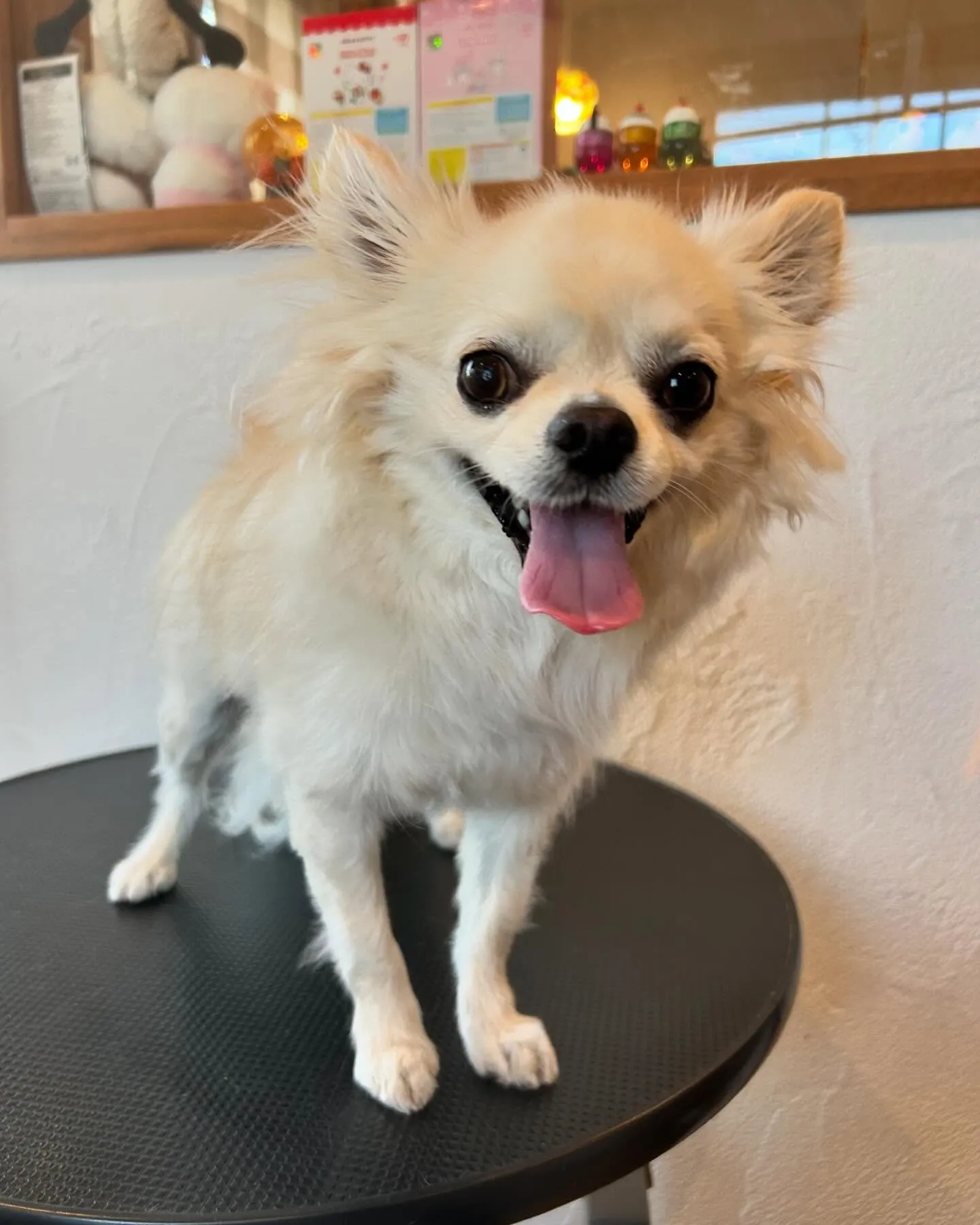 今日もワンちゃんたちの楽しい一日を紹介します！