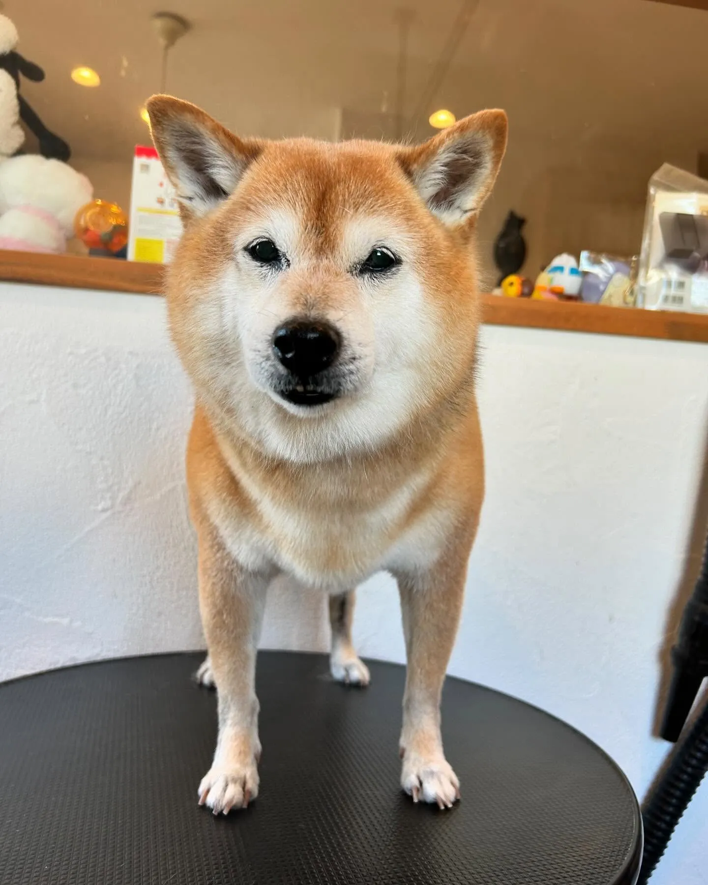 今日も賑やかな一日でした！🐾✨