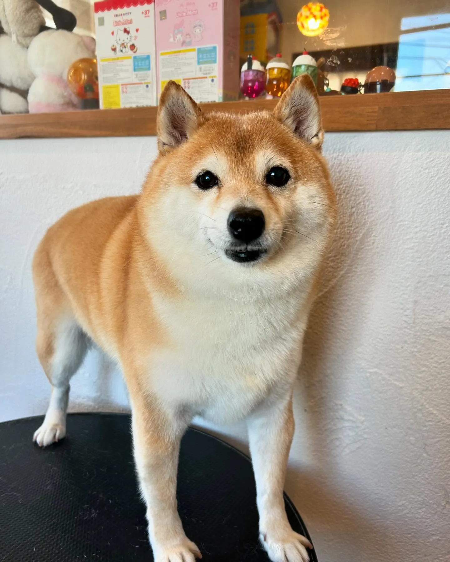 今日も賑やかな一日でした！🐾✨