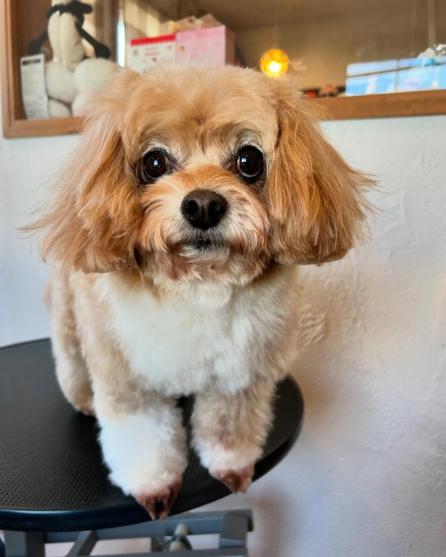 今日も賑やかな一日でした！🐾✨