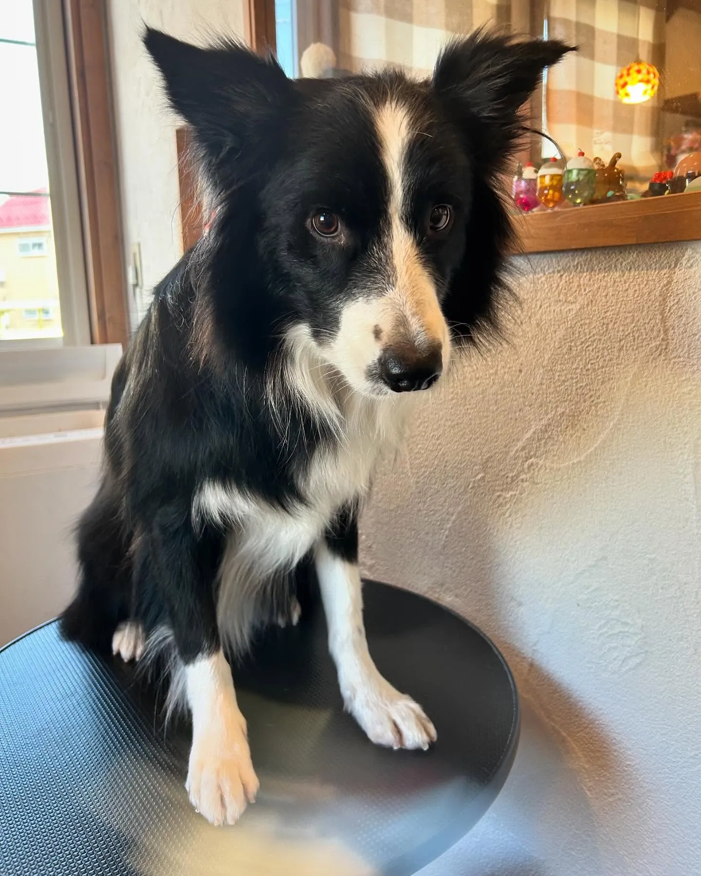 今日も賑やかな一日でした！🐾✨