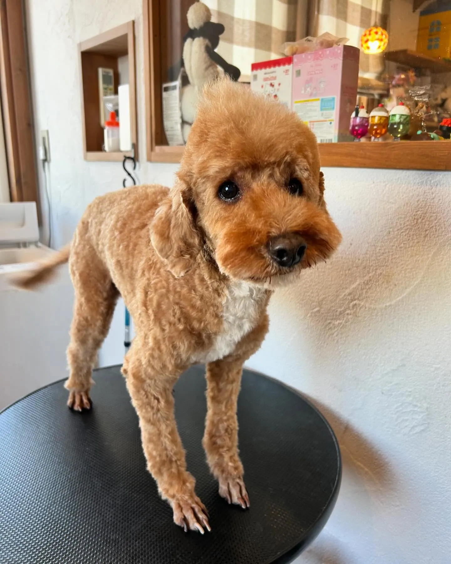 今日もたくさんのかわいいお客様が遊びに来てくれました🐾✨