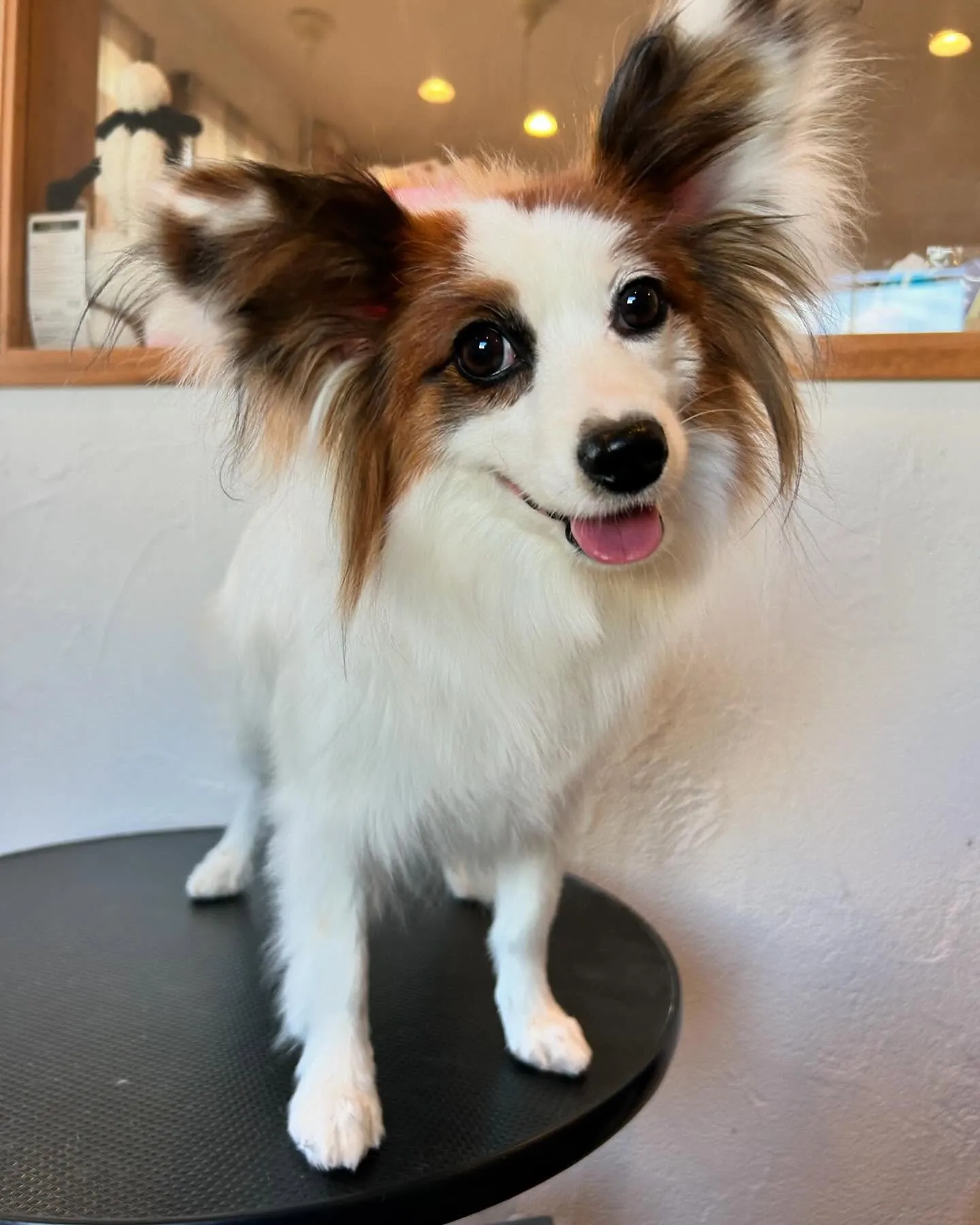 今日もたくさんのかわいいお客様が遊びに来てくれました🐾✨