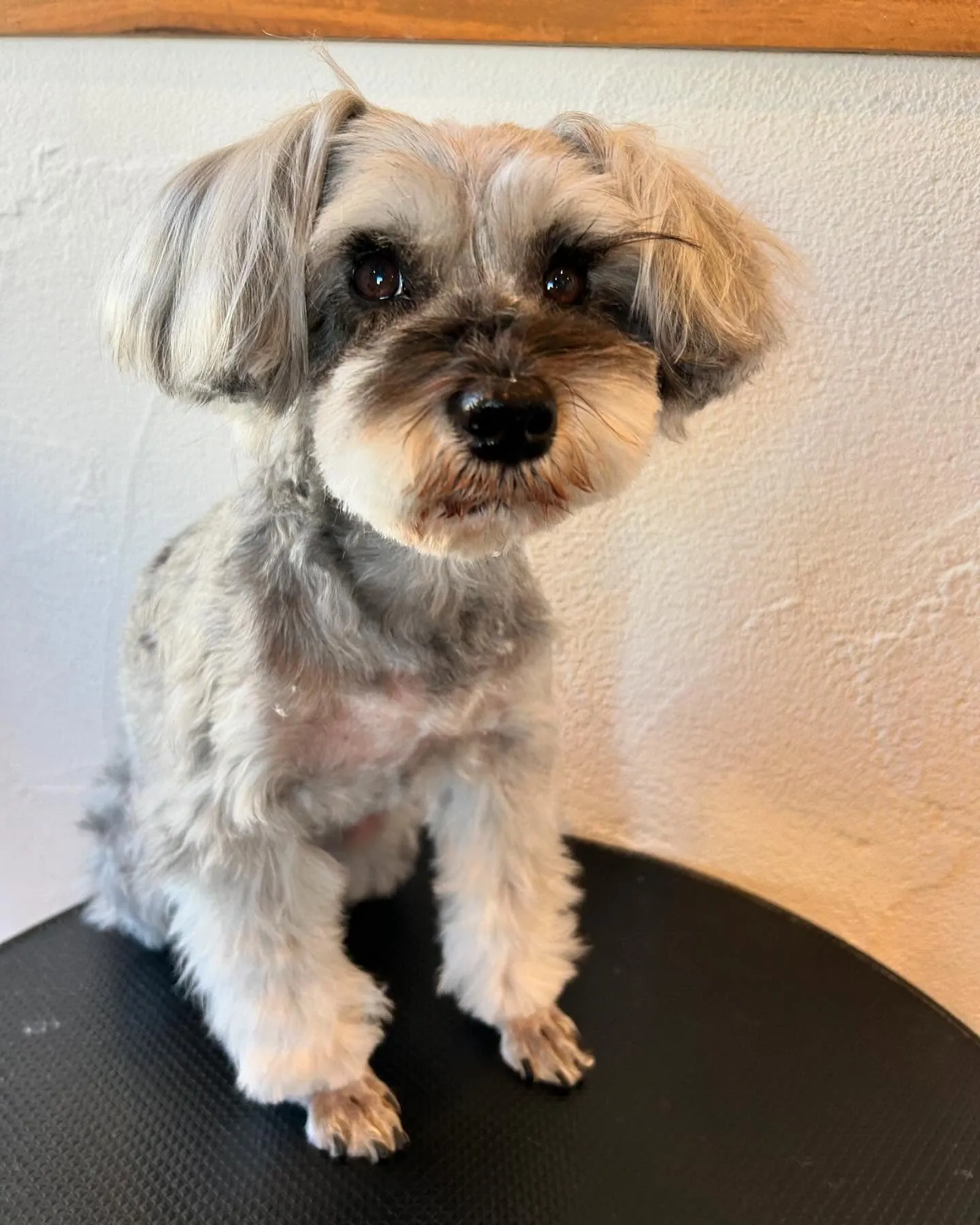 今日もたくさんのかわいいお客様が遊びに来てくれました🐾✨