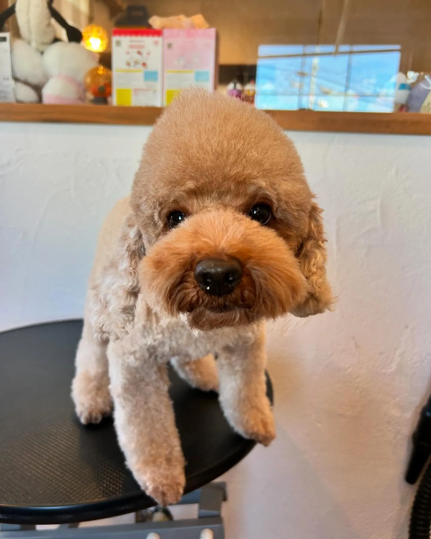最初に遊びに来てくれたのは、柴犬のカイくん🐾✨
