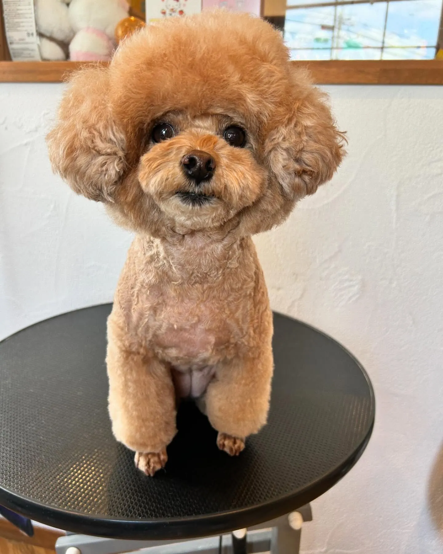 トリミングサロンにプードルのピノくん&パンナちゃんが来てくれ...