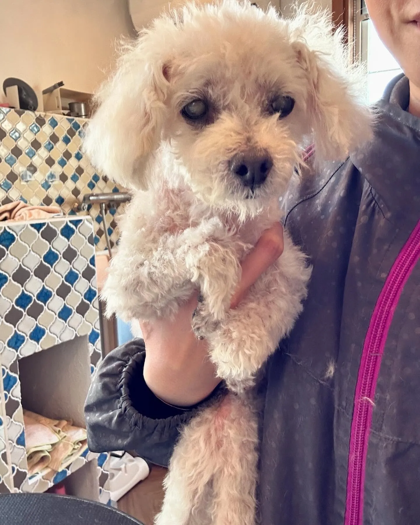 トリミングサロンにプードルのピノくん&パンナちゃんが来てくれ...