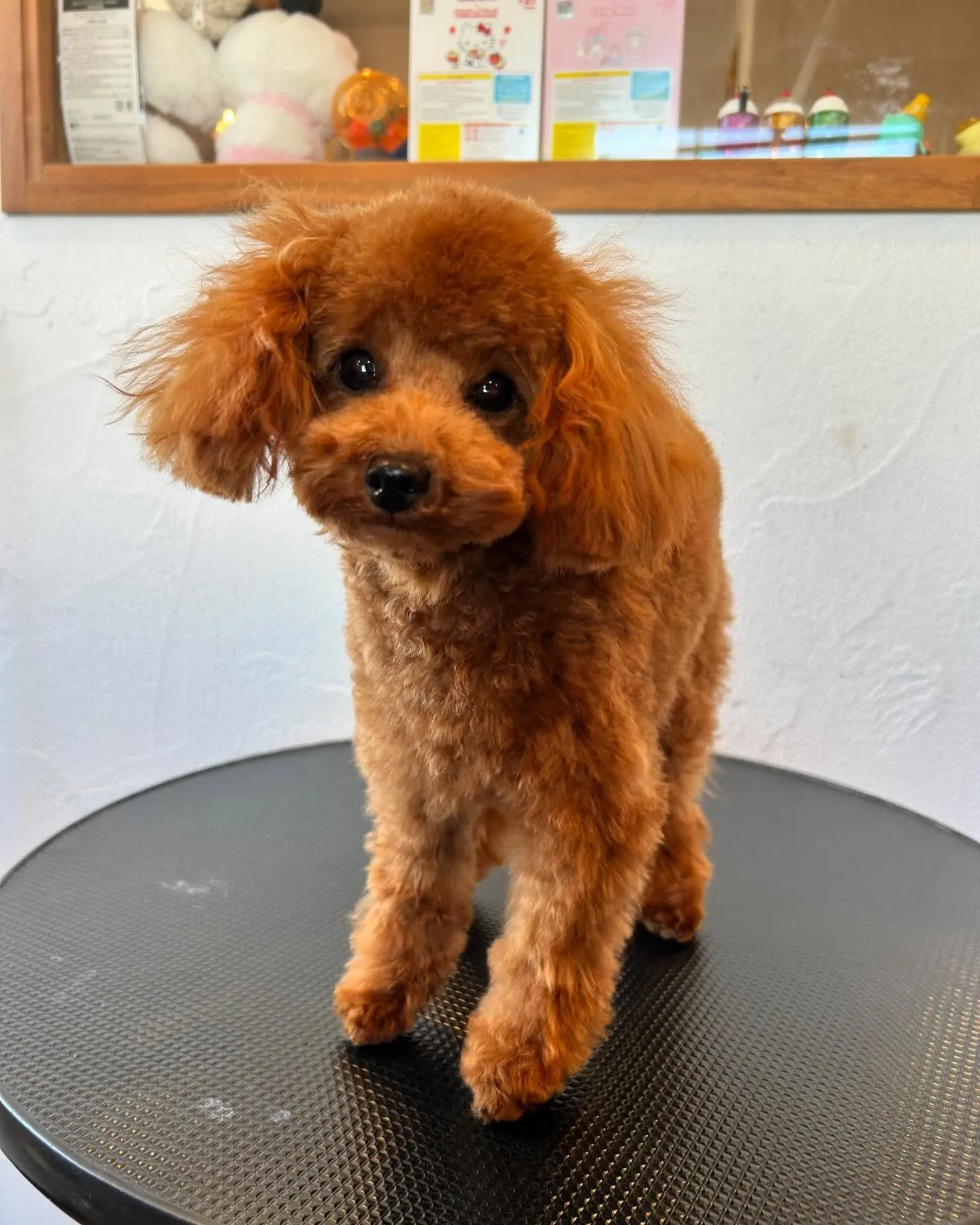 今日もトリミングサロンに素敵なお客様が遊びに来てくれました！...