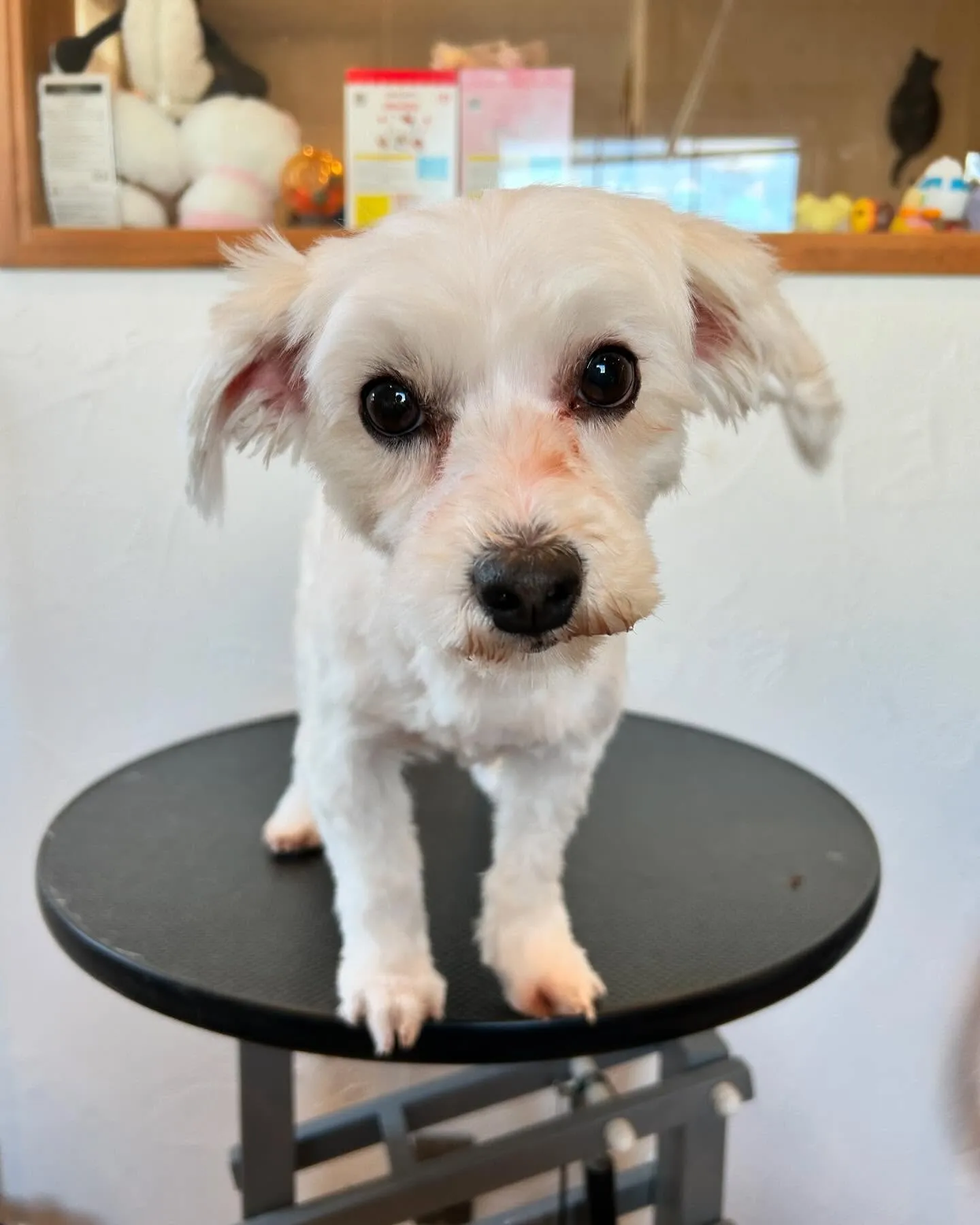 今日もトリミングサロンに素敵なお客様が遊びに来てくれました！...