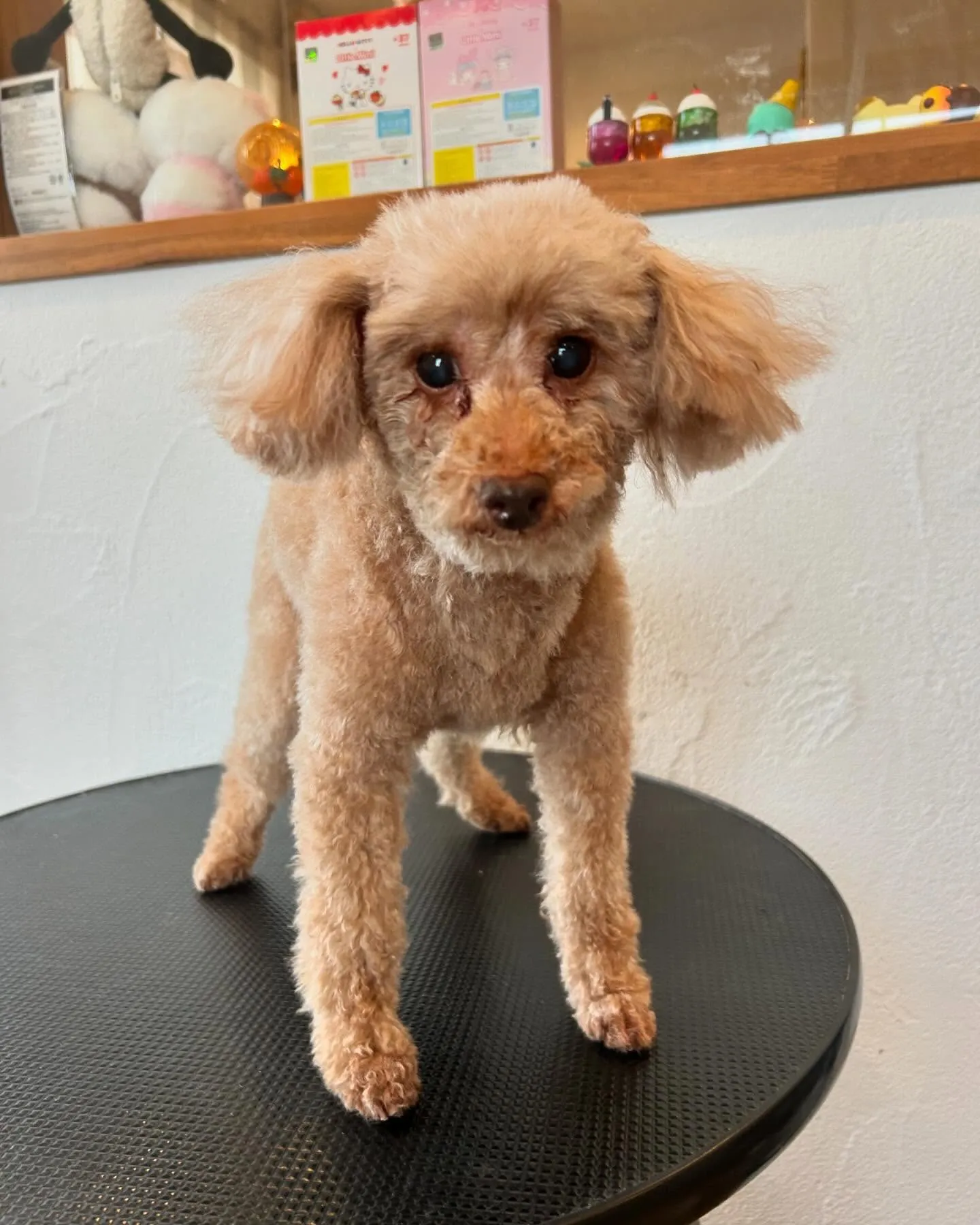 今日もトリミングサロンに素敵なお客様が遊びに来てくれました！...