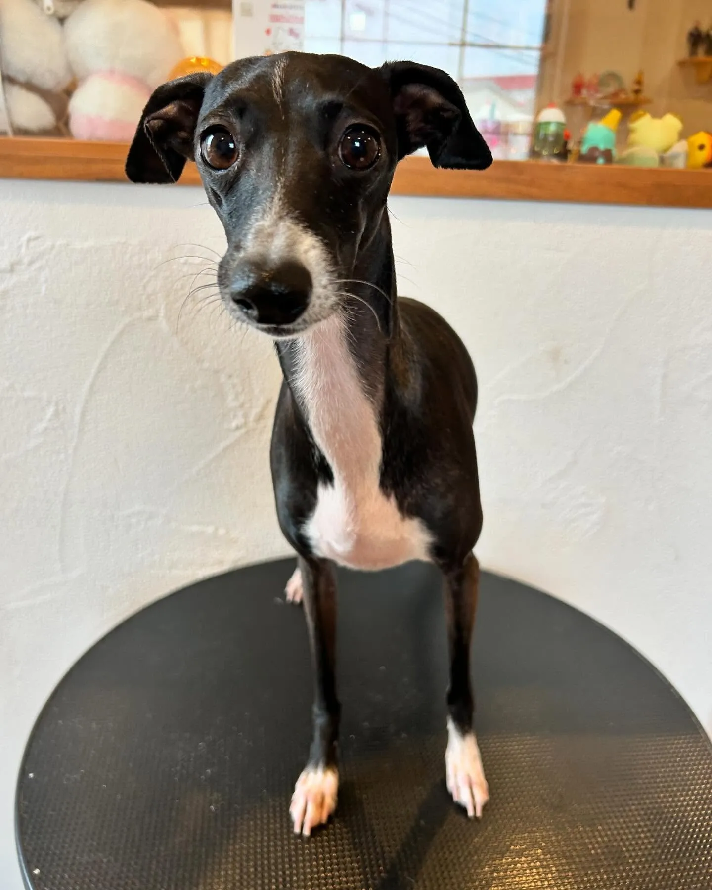 🐾✨今日もトリミングサロンに素敵なお客さまがたくさん来てくれ...