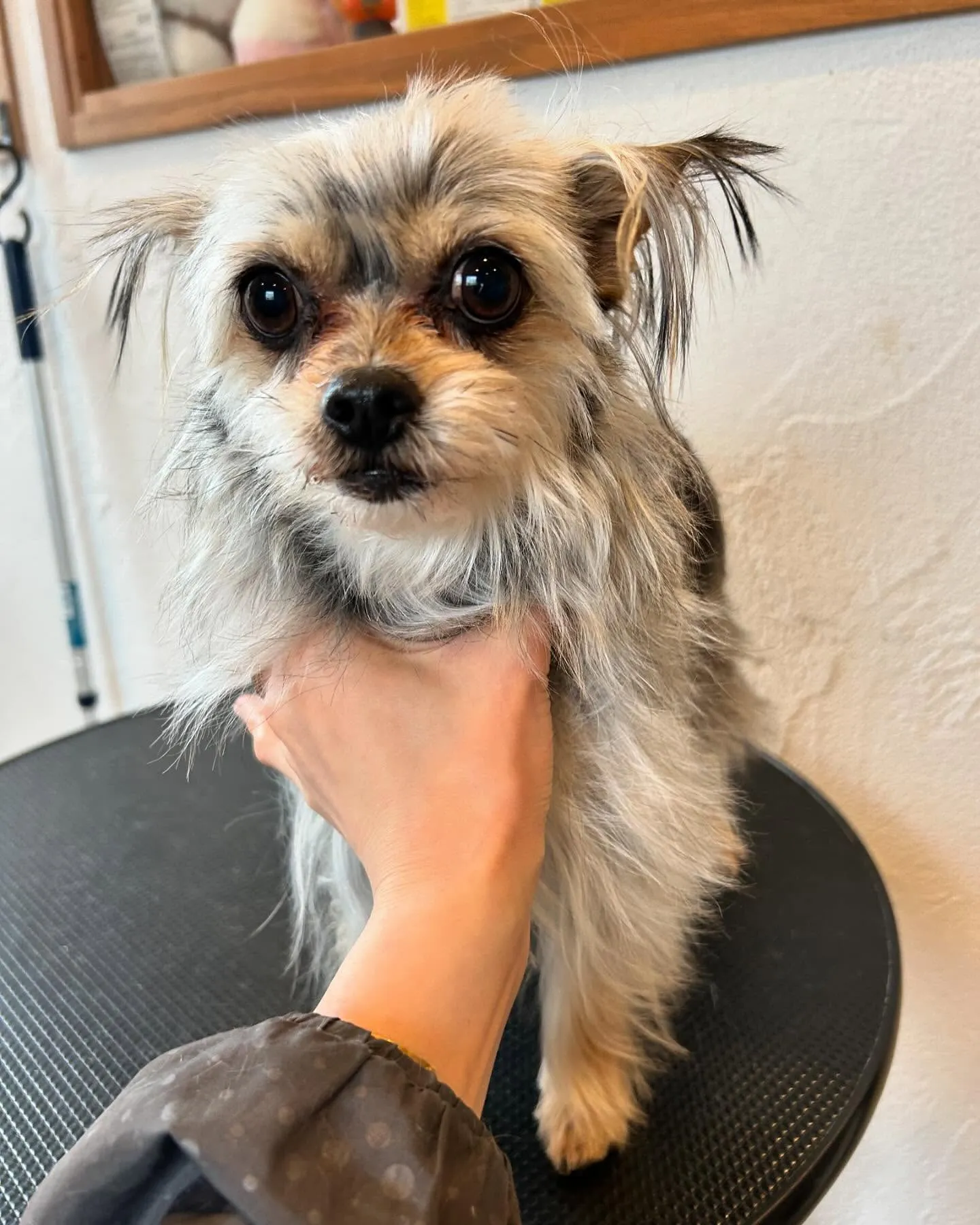 🐾✨今日もトリミングサロンに素敵なお客さまがたくさん来てくれ...