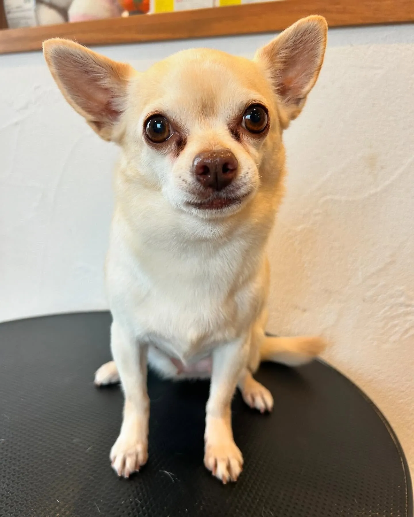 🐾✨今日もトリミングサロンに素敵なお客さまがたくさん来てくれ...