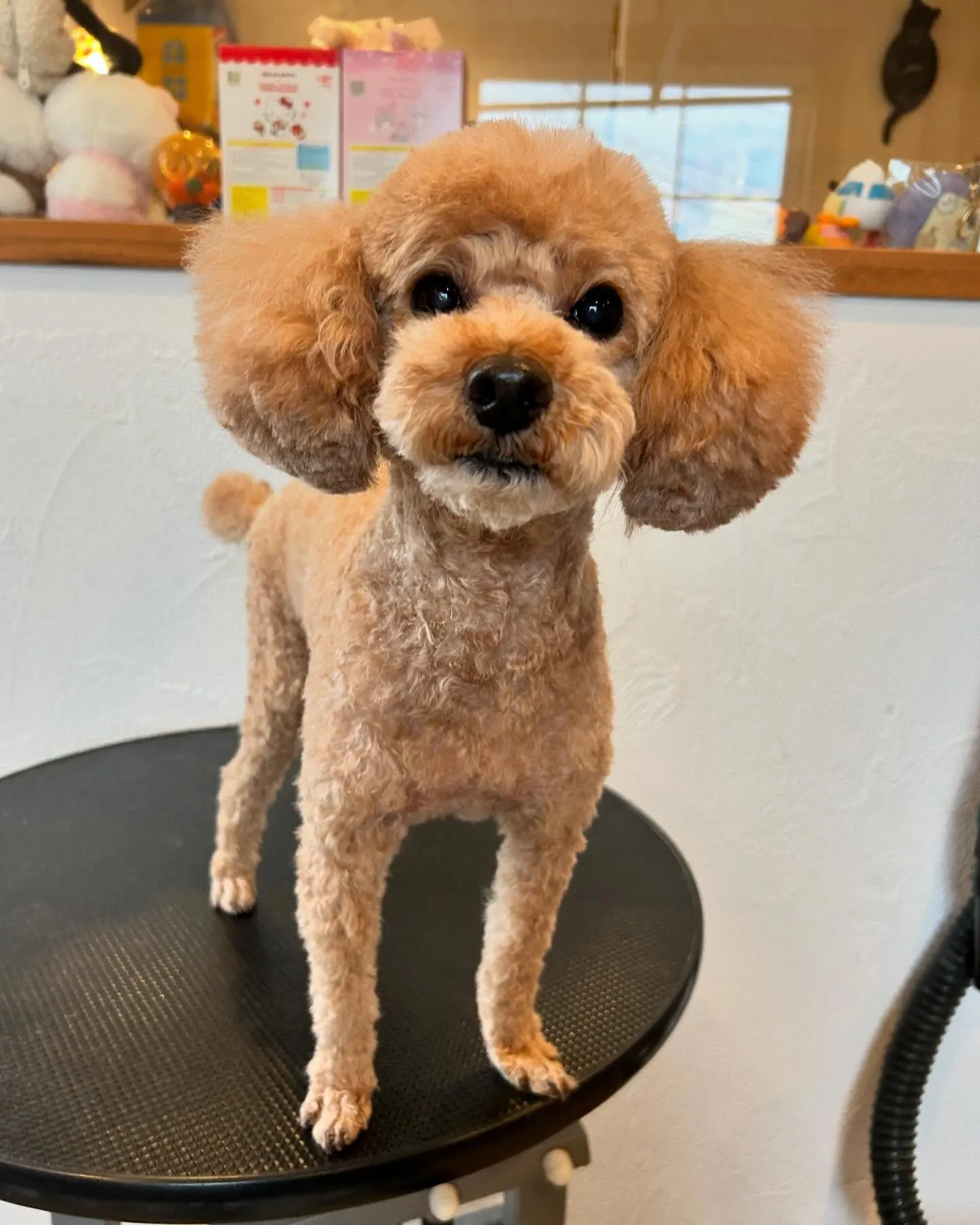 🐾✨今日もトリミングサロンに素敵なお客さまがたくさん来てくれ...