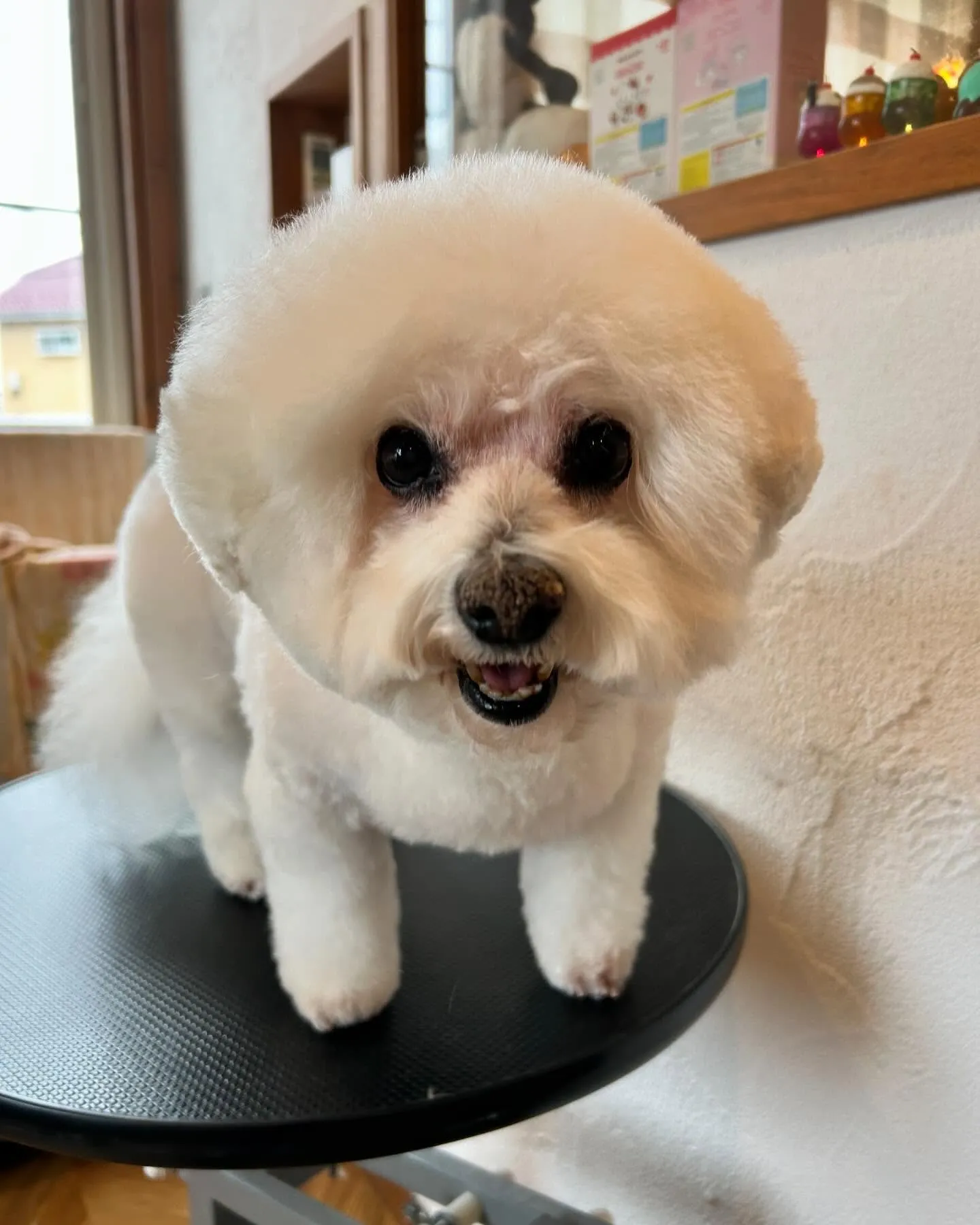 今日も素敵なわんちゃんたちがたくさん遊びに来てくれました！