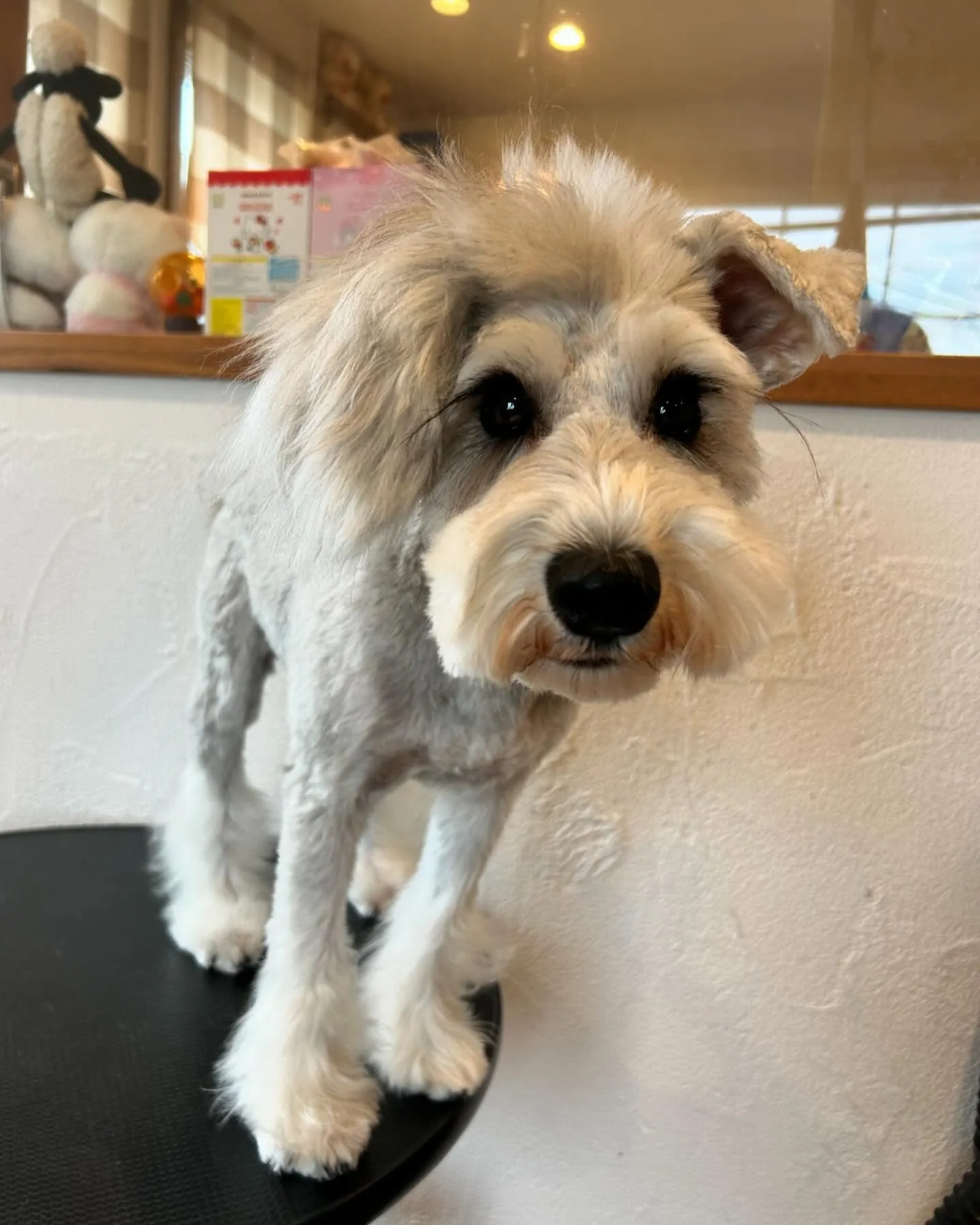 今日も素敵なわんちゃんたちがたくさん遊びに来てくれました！