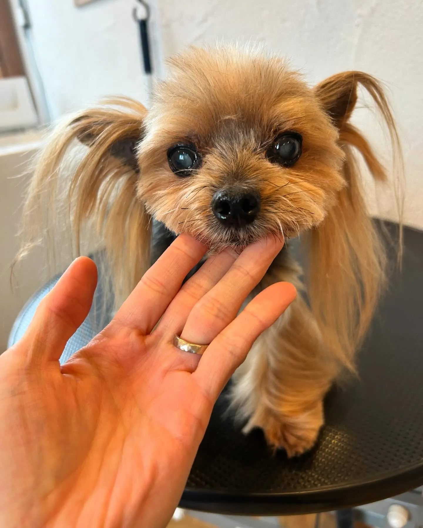 今日も素敵なわんちゃんたちがたくさん遊びに来てくれました！