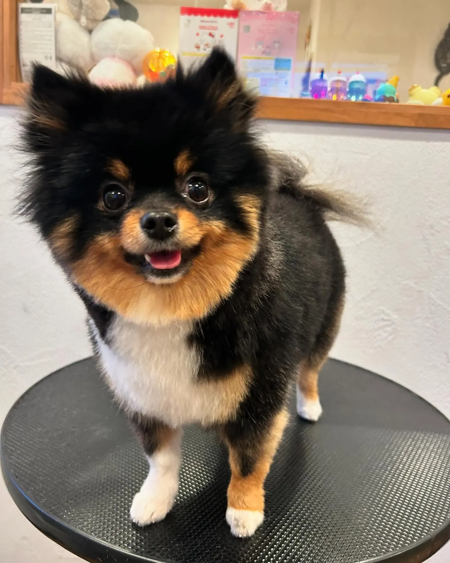 今日も素敵なわんちゃんたちがたくさん遊びに来てくれました！