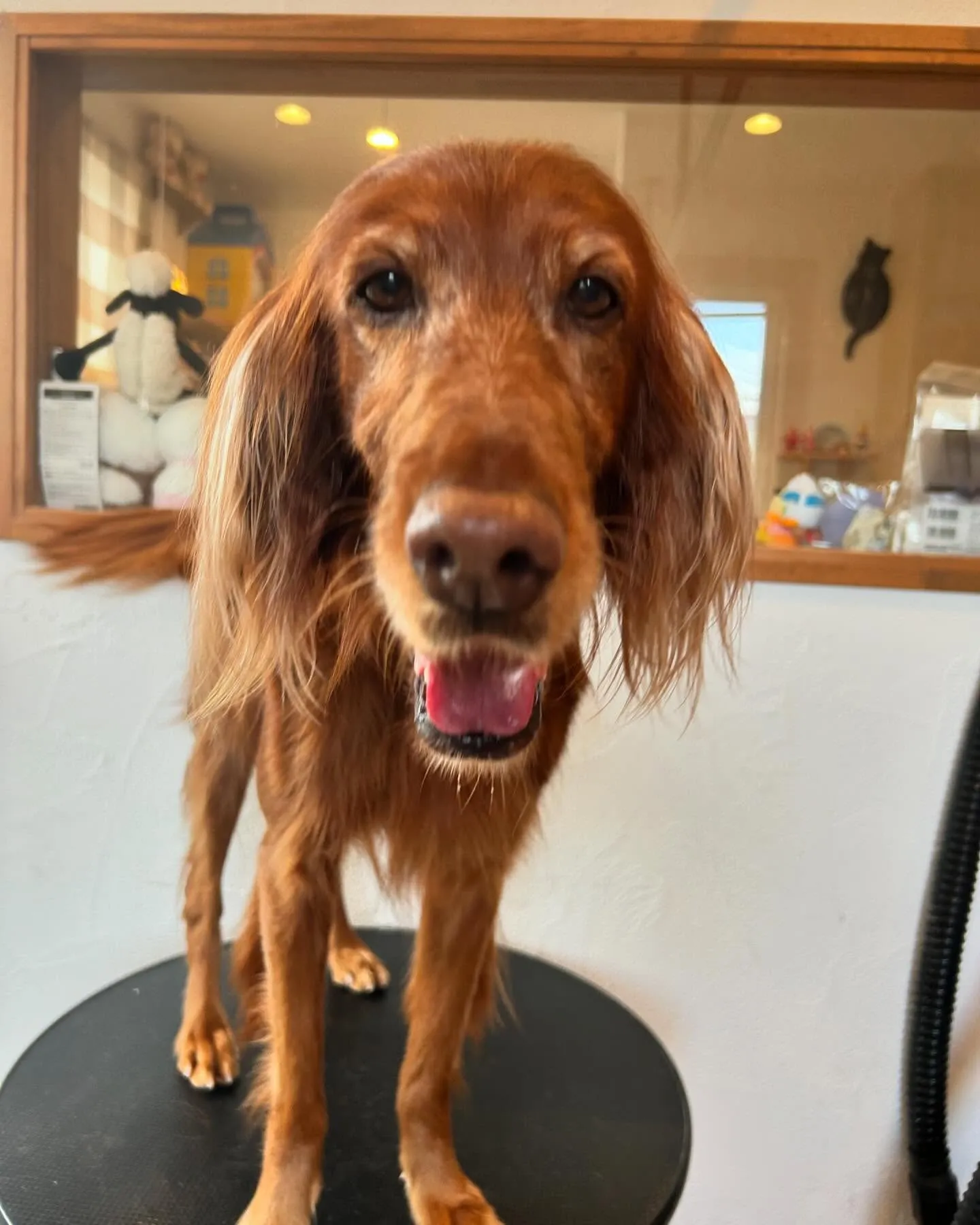 今日はトリミングサロン「もふもふパラダイス」から、ちょっと珍...