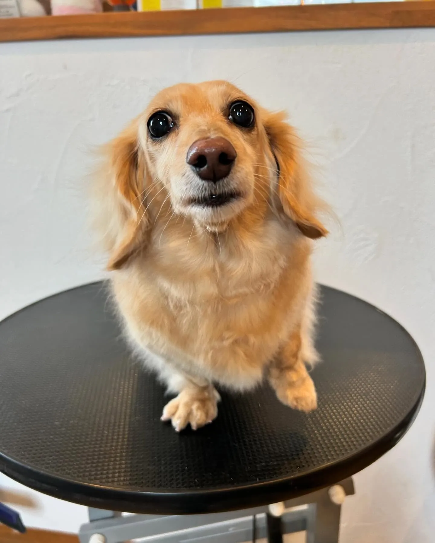 今日はトリミングサロン「もふもふパラダイス」から、ちょっと珍...