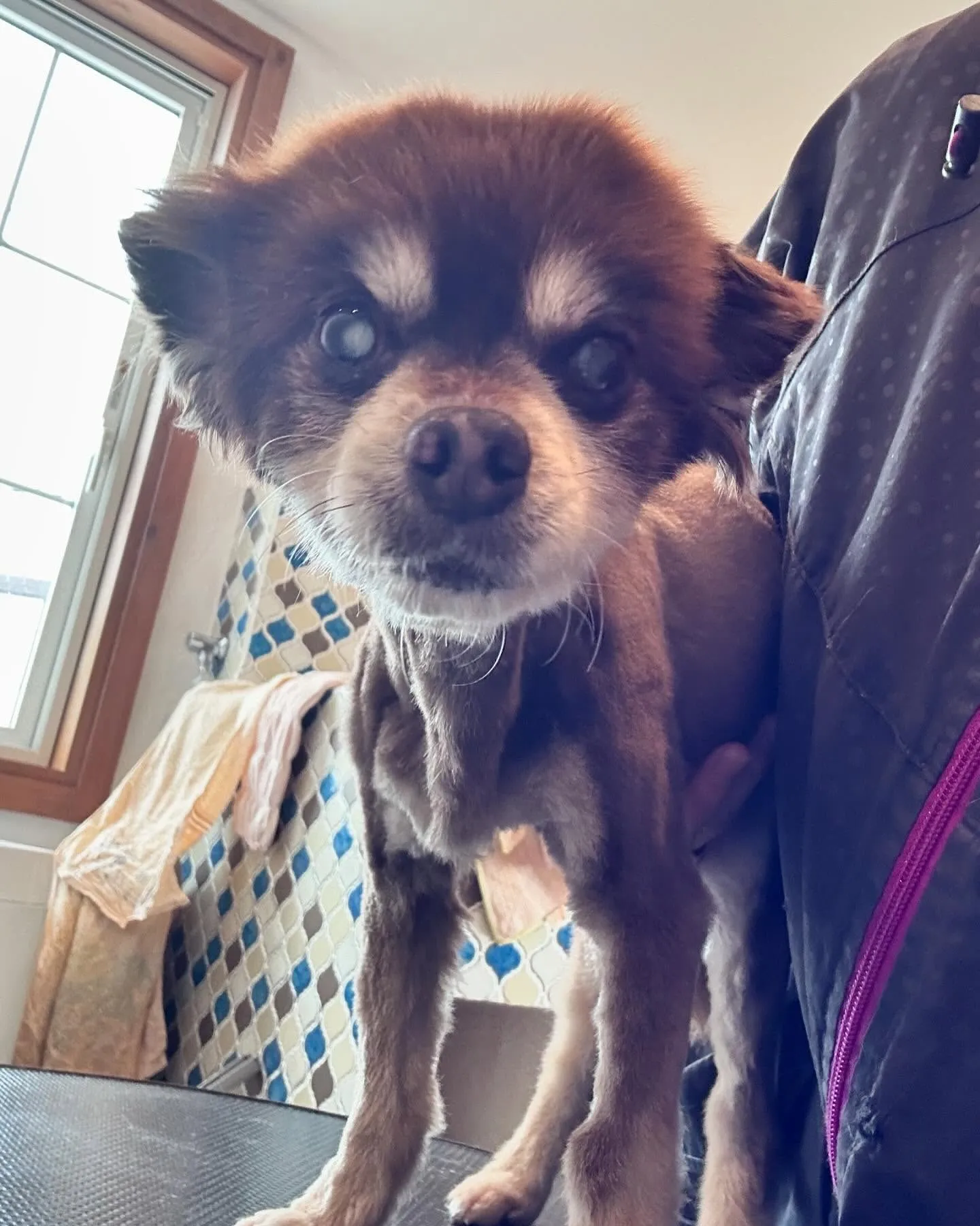 🌟ワンちゃん大集合で大賑わいのトリミングサロンです!