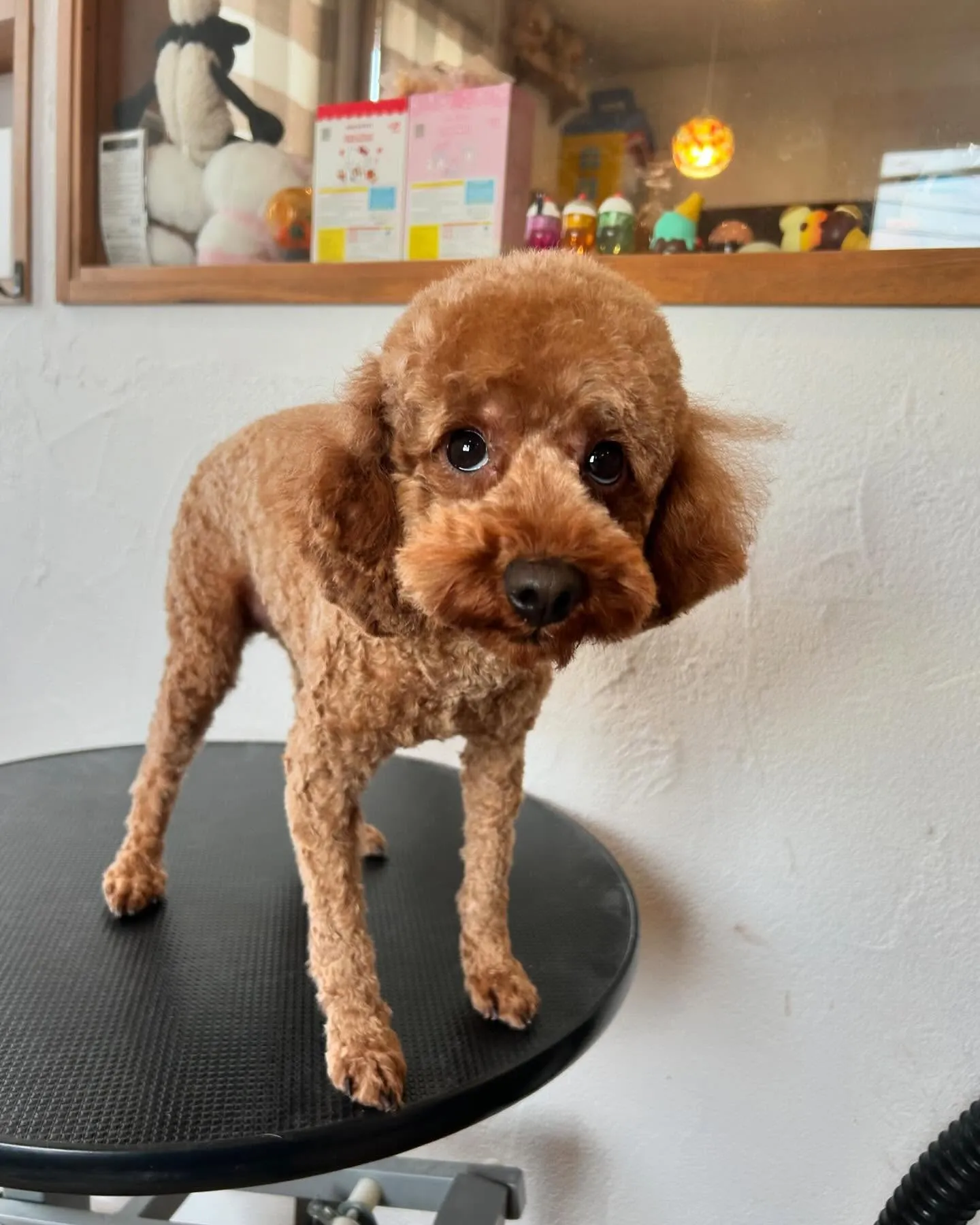 🌟ワンちゃん大集合で大賑わいのトリミングサロンです!