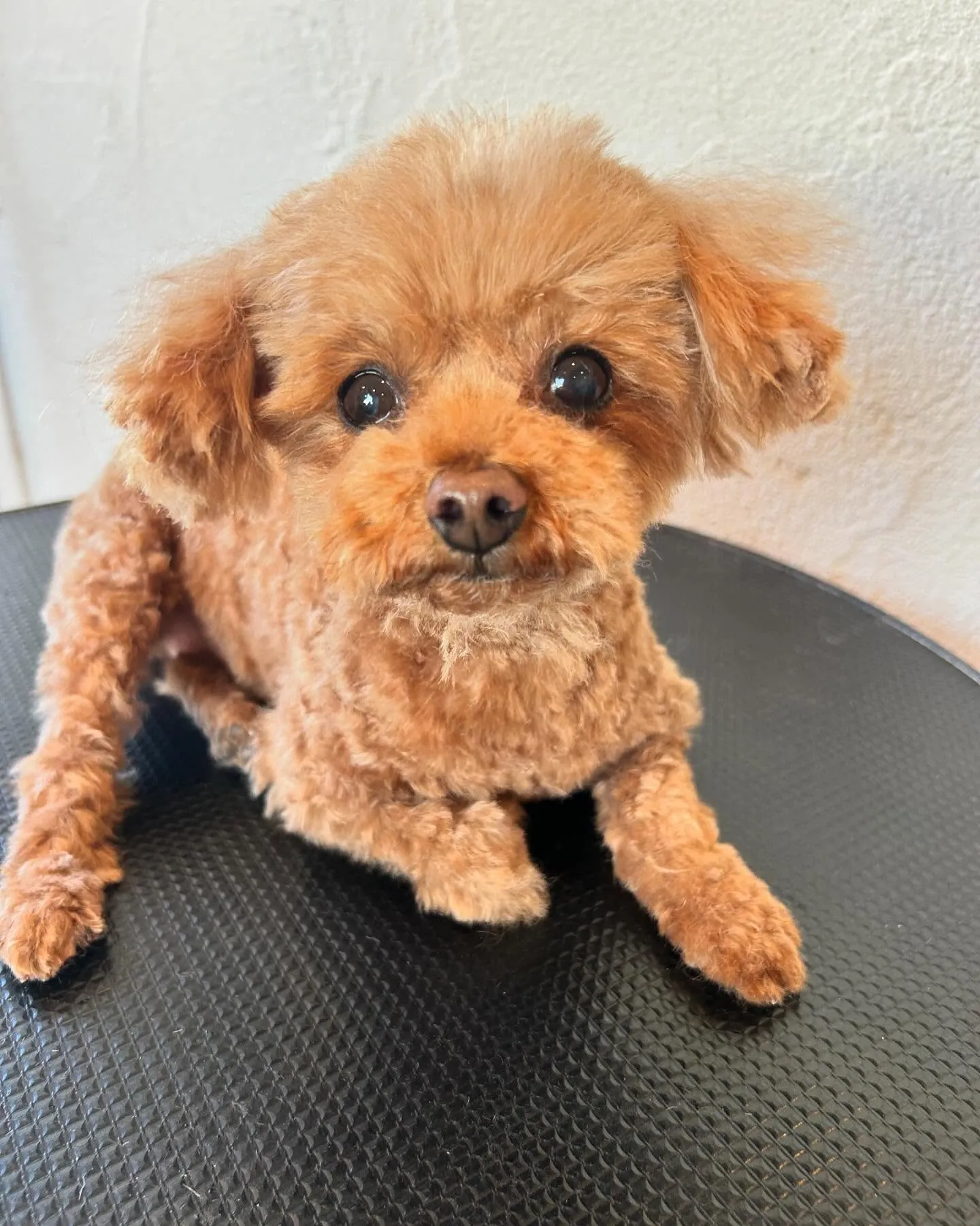 🌟ワンちゃん大集合で大賑わいのトリミングサロンです!