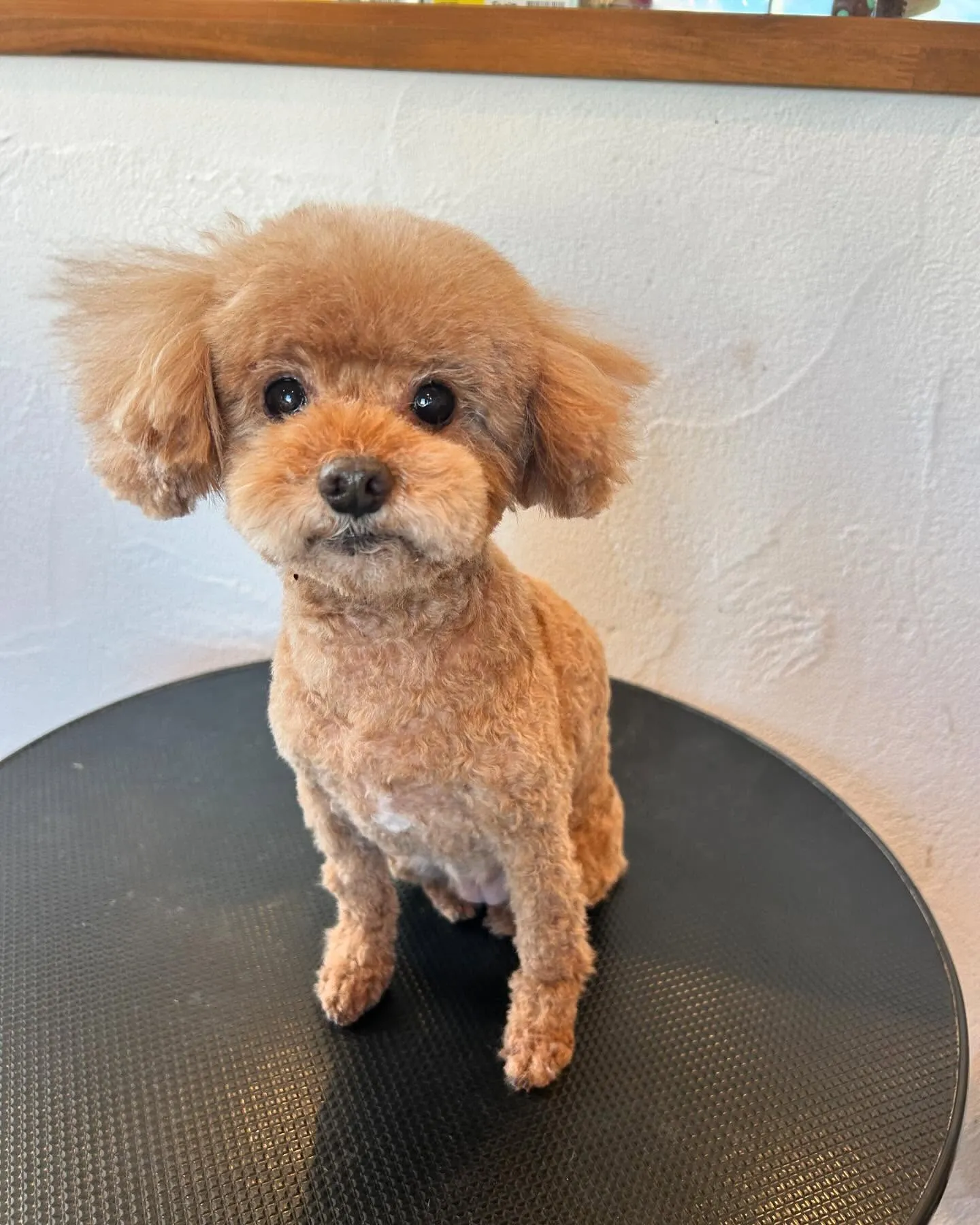 今日もワンちゃんパラダイスの一日でした🐶✨ 